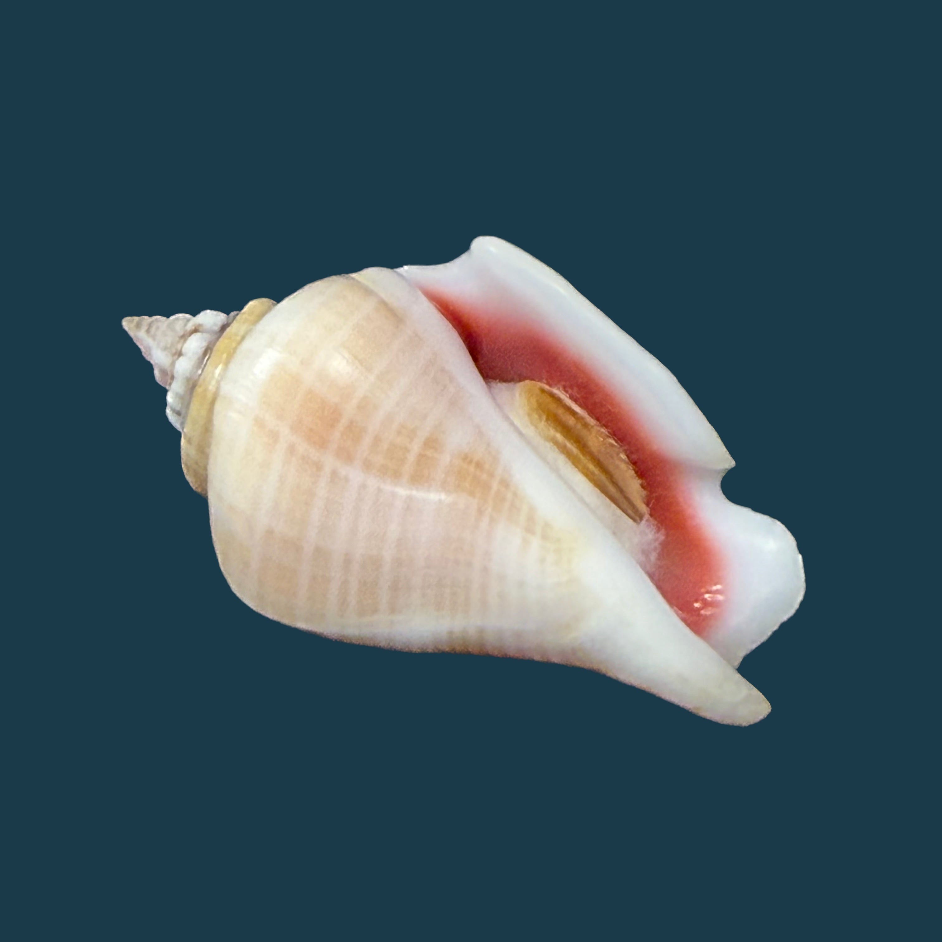Conomurex fasciatus (Born, 1778) - 35,4mm