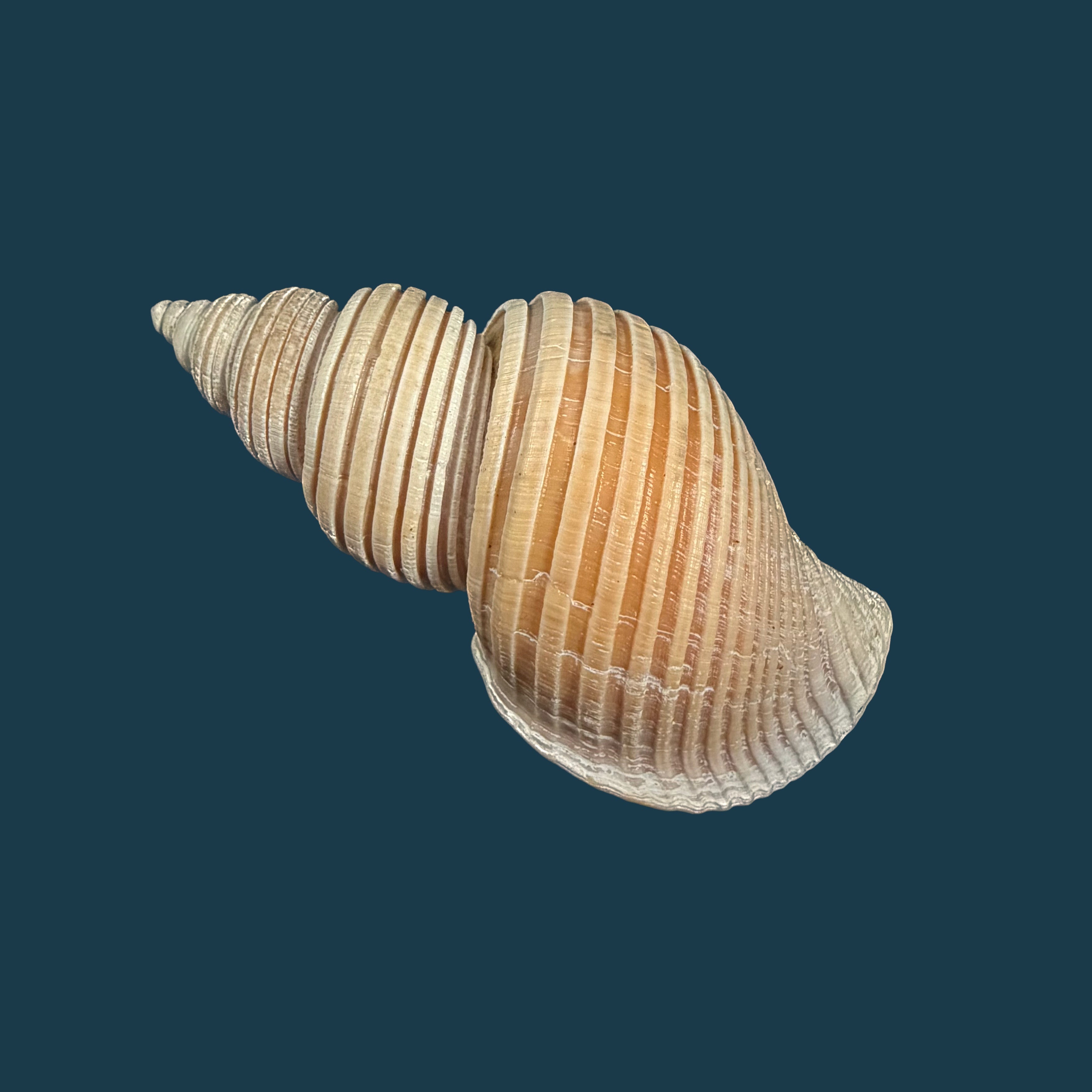 Ancistrolepis vietnamensis Sirenko & Goryachev, 1990 - 85,5mm