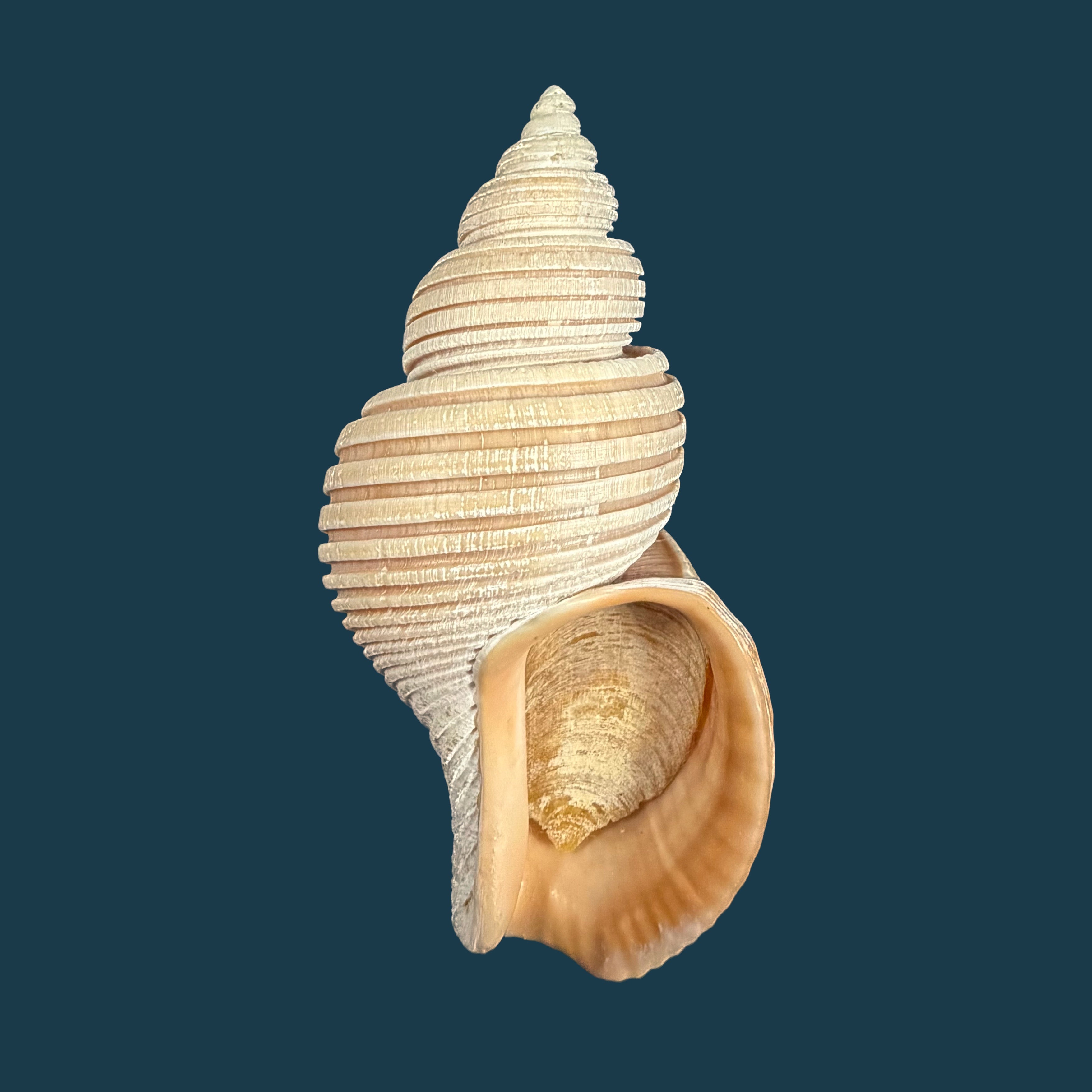 Ancistrolepis vietnamensis Sirenko & Goryachev, 1990 - 85,5mm