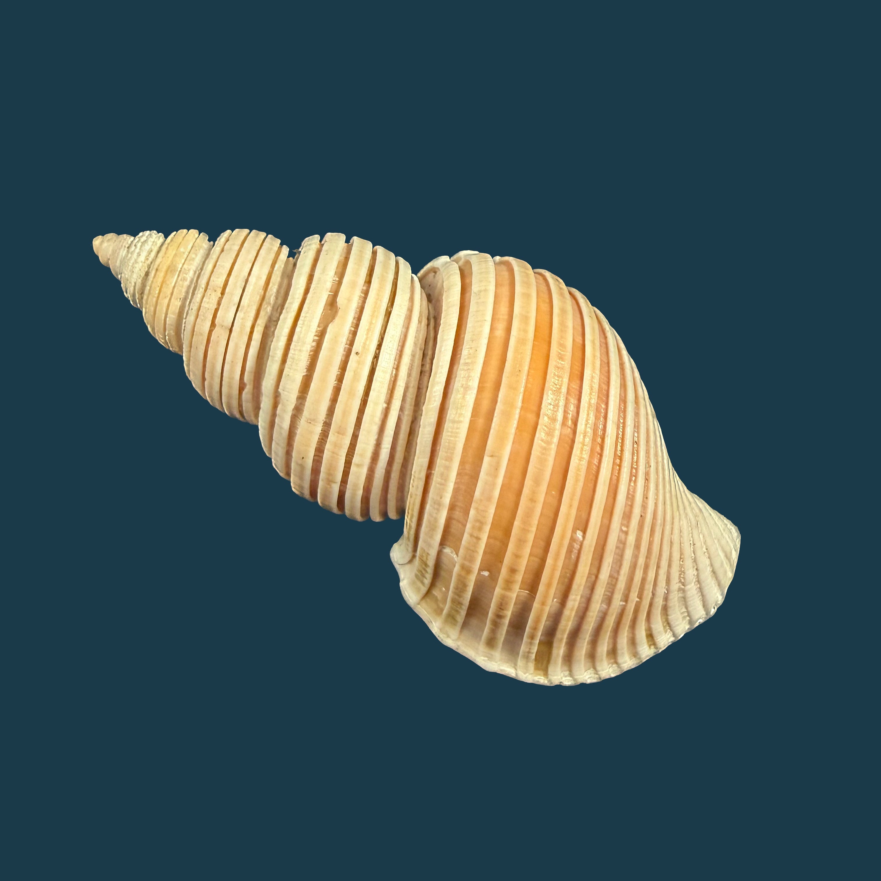 Ancistrolepis vietnamensis Sirenko & Goryachev, 1990 - 91,7mm