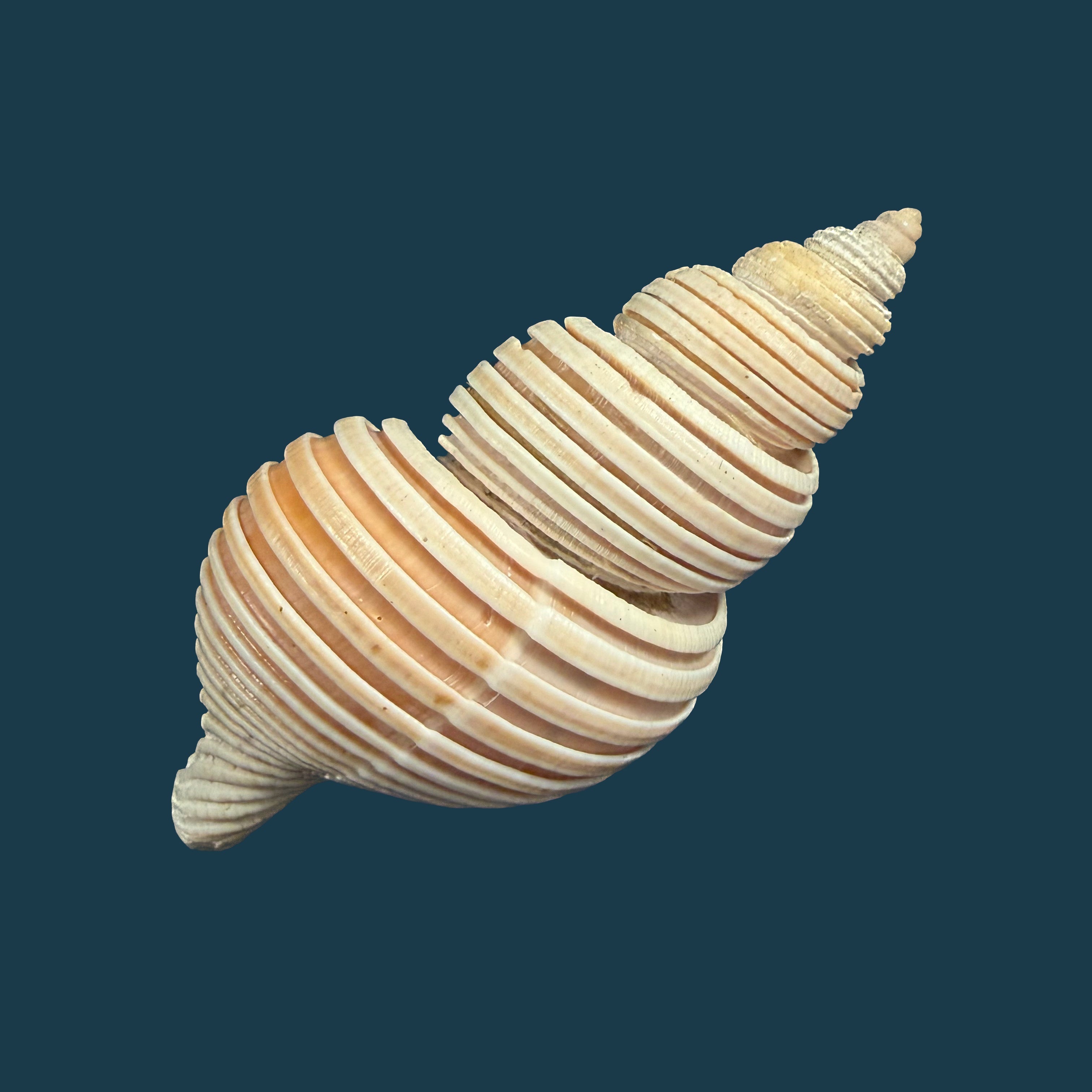Ancistrolepis vietnamensis Sirenko & Goryachev, 1990 - 91,7mm
