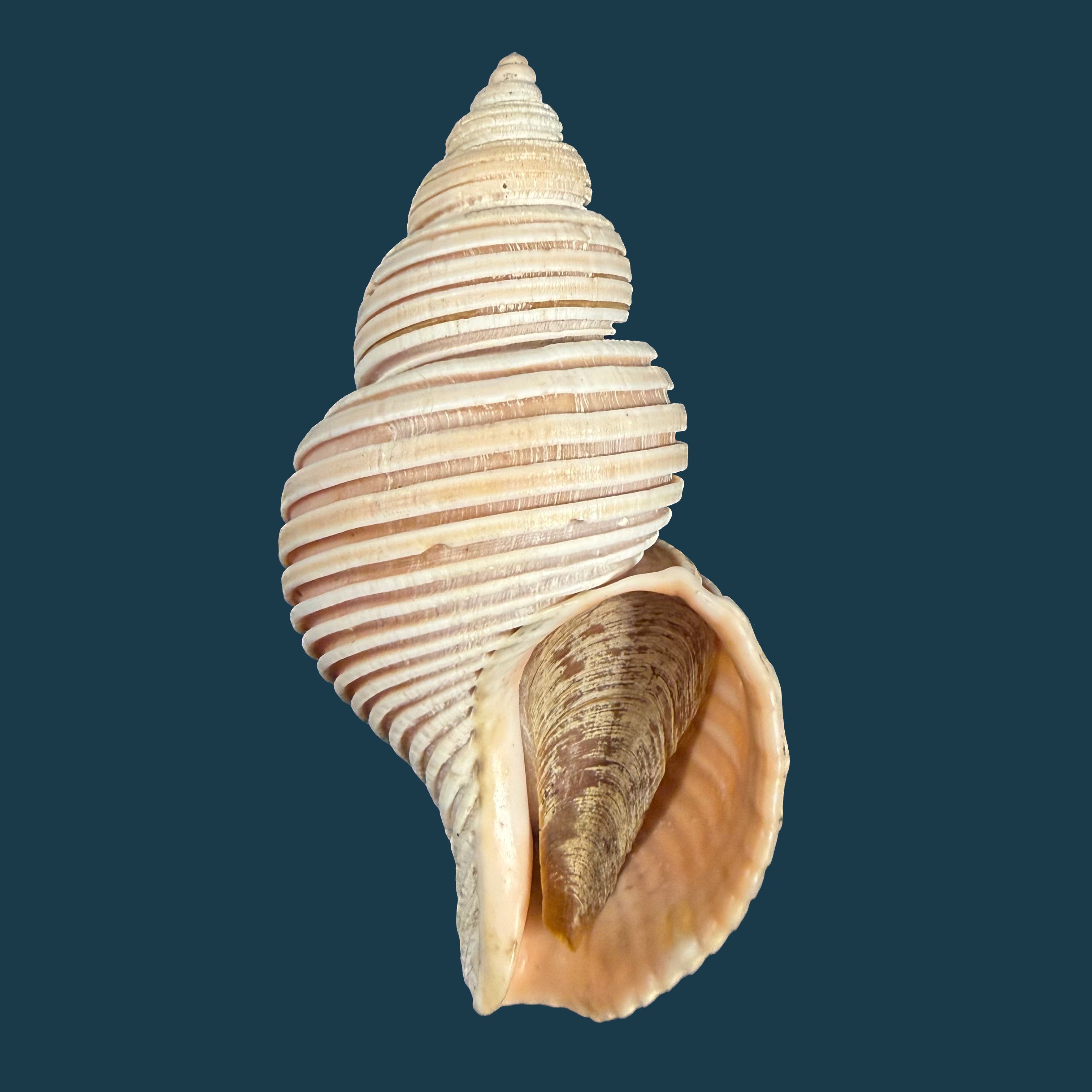 Ancistrolepis vietnamensis Sirenko & Goryachev, 1990 - 91,7mm
