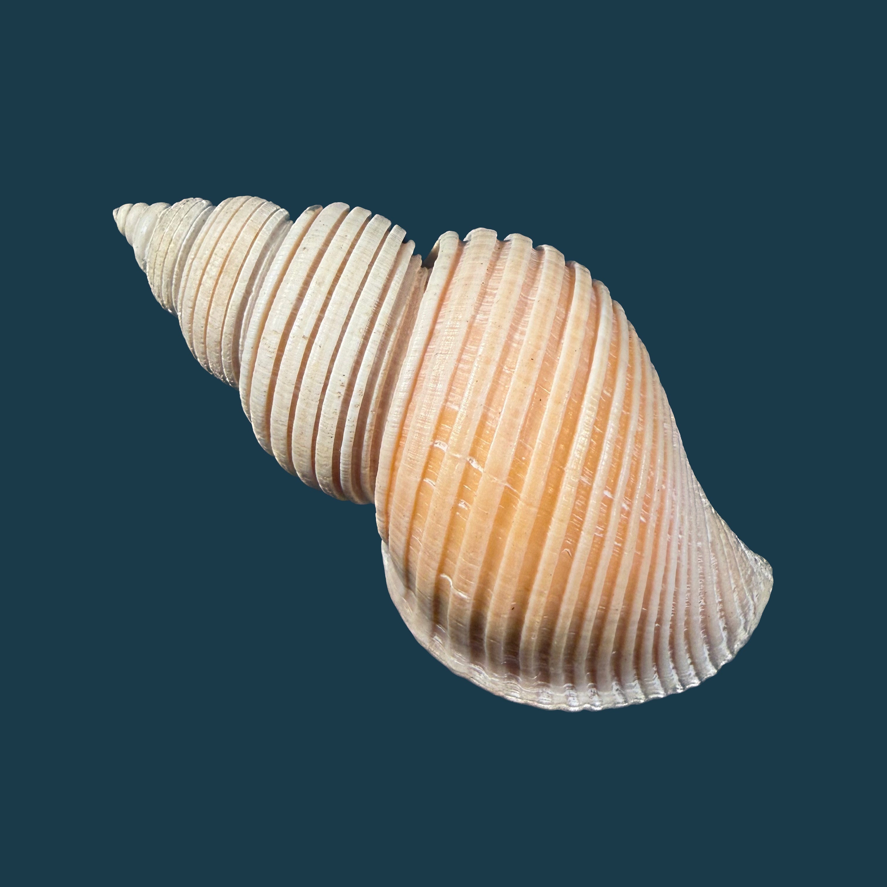 Ancistrolepis vietnamensis Sirenko & Goryachev, 1990 - 80,6mm
