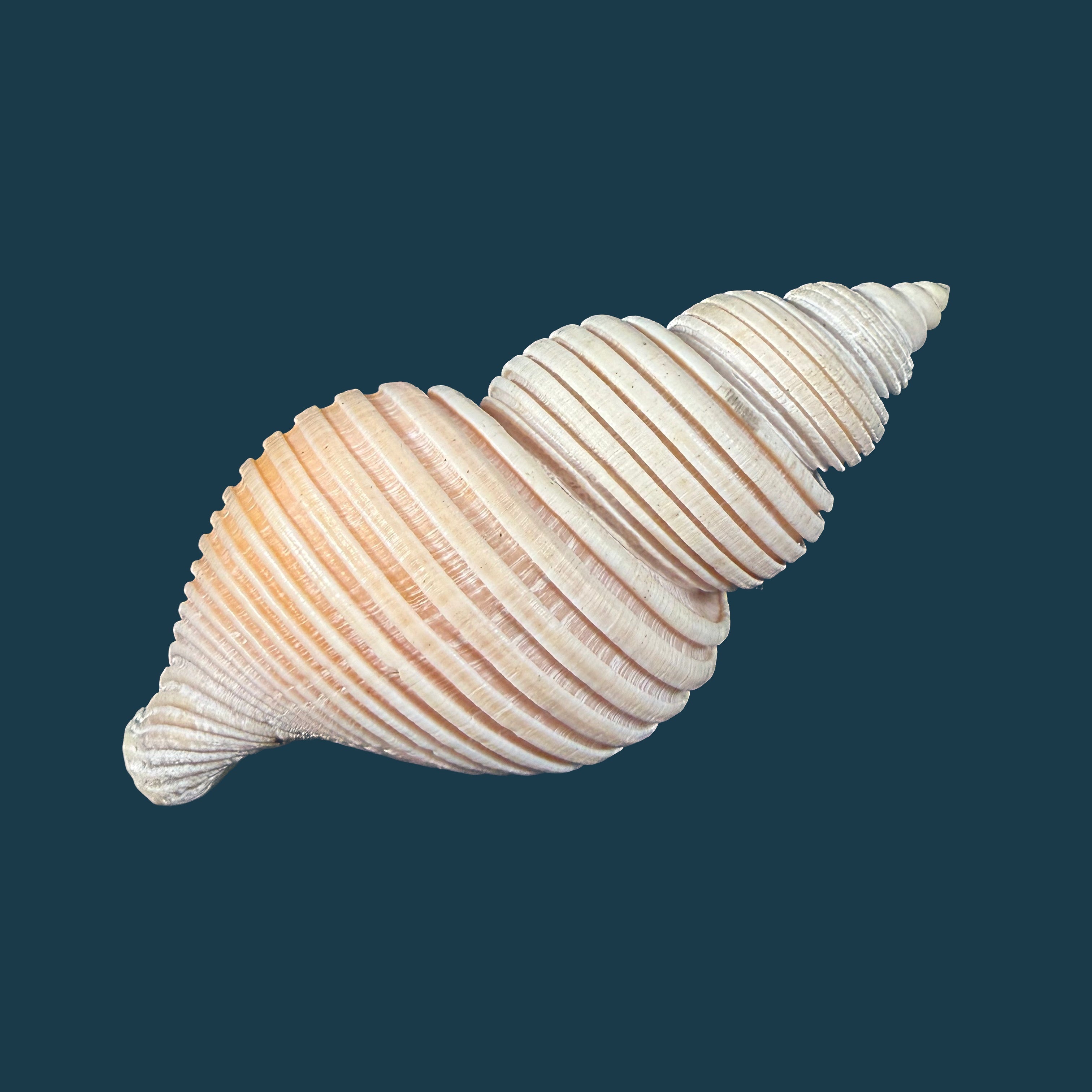 Ancistrolepis vietnamensis Sirenko & Goryachev, 1990 - 80,6mm