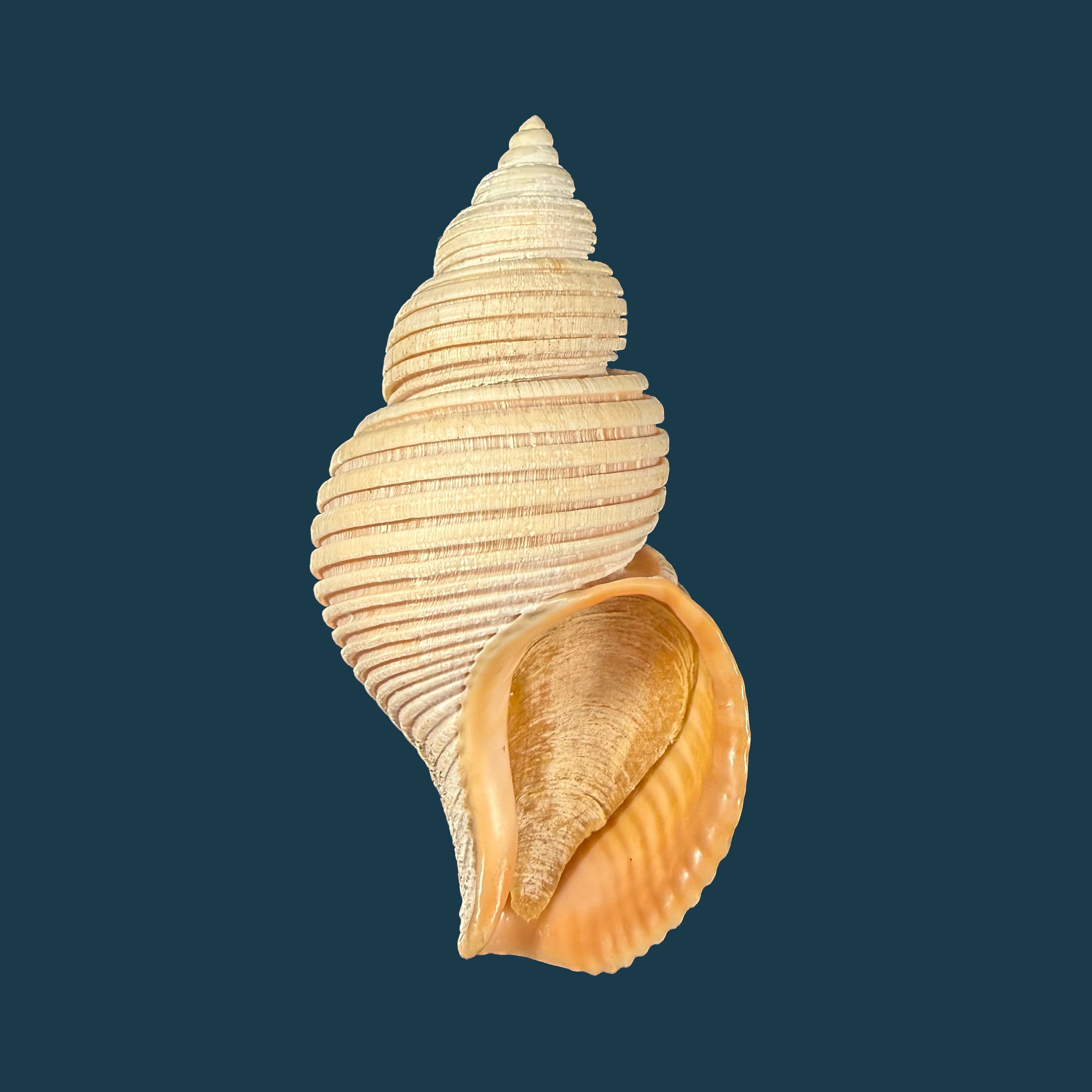 Ancistrolepis vietnamensis Sirenko & Goryachev, 1990 - 80,6mm