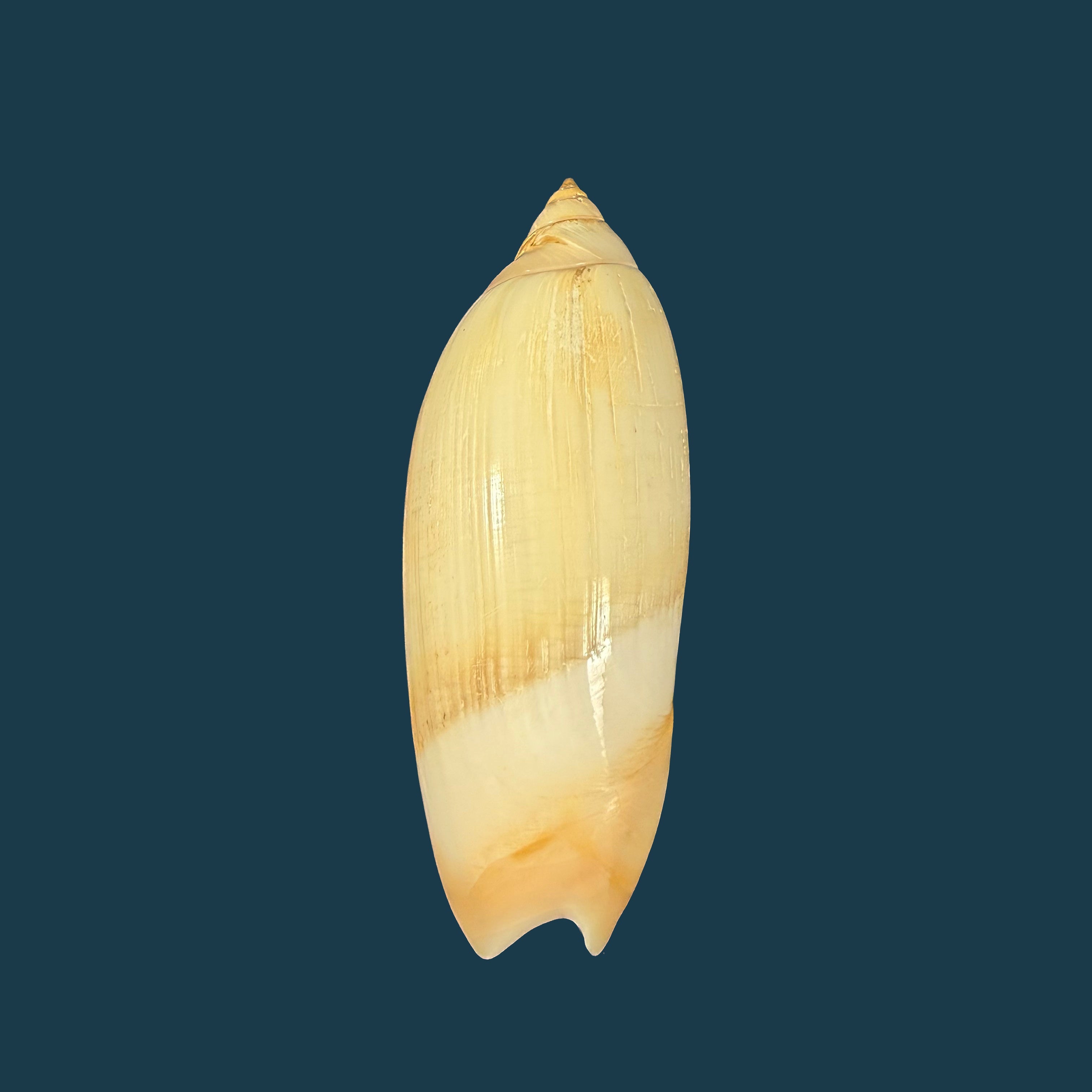 Agaronia acuminata (Lamarck, 1811) - 62,3mm