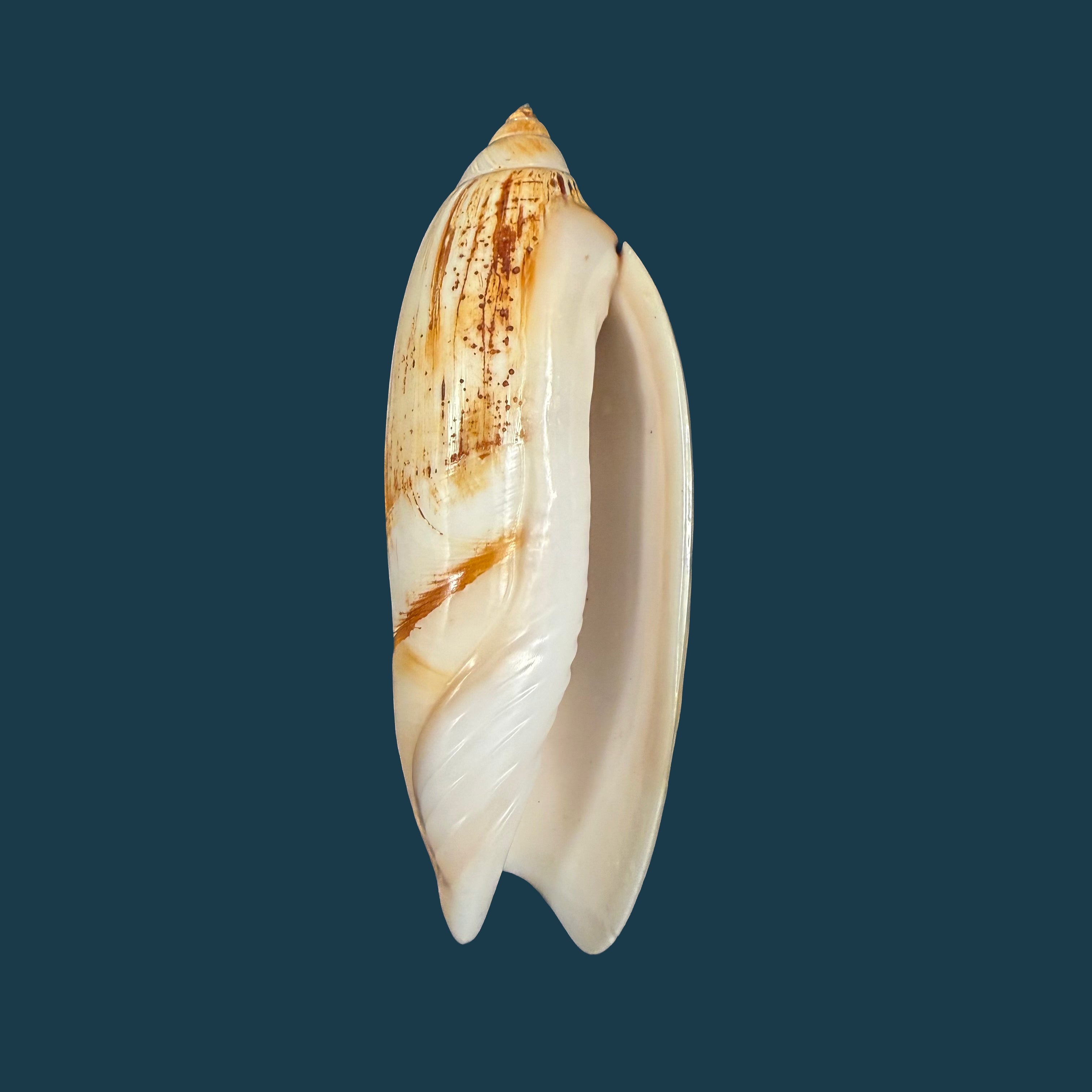 Agaronia acuminata (Lamarck, 1811) - 62,3mm