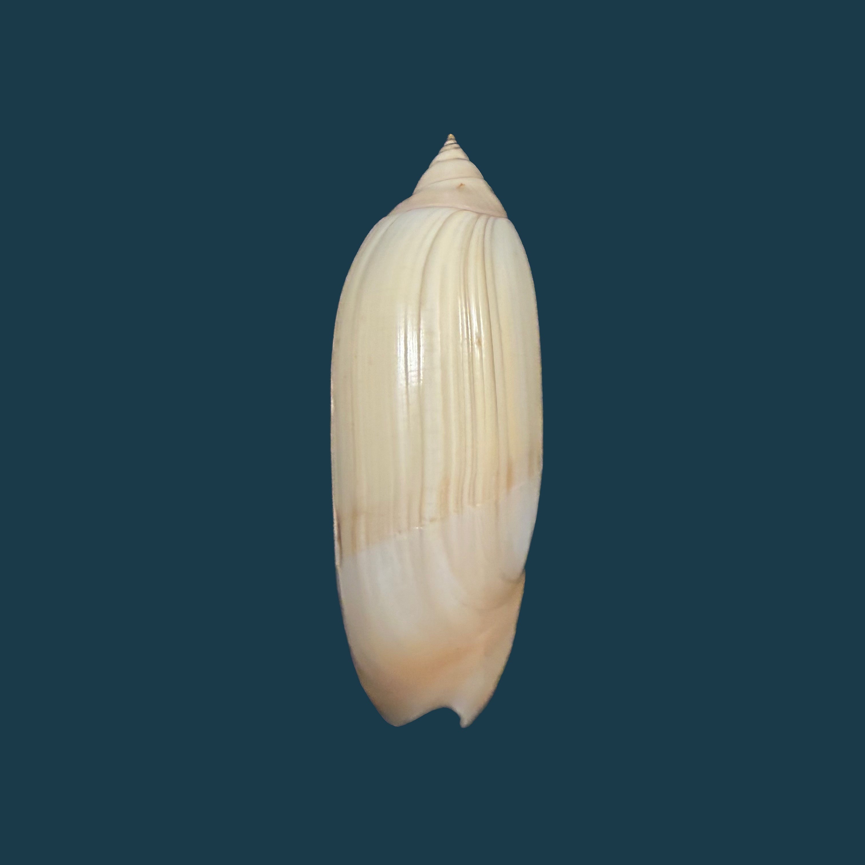 Agaronia acuminata (Lamarck, 1811) - 57,4mm