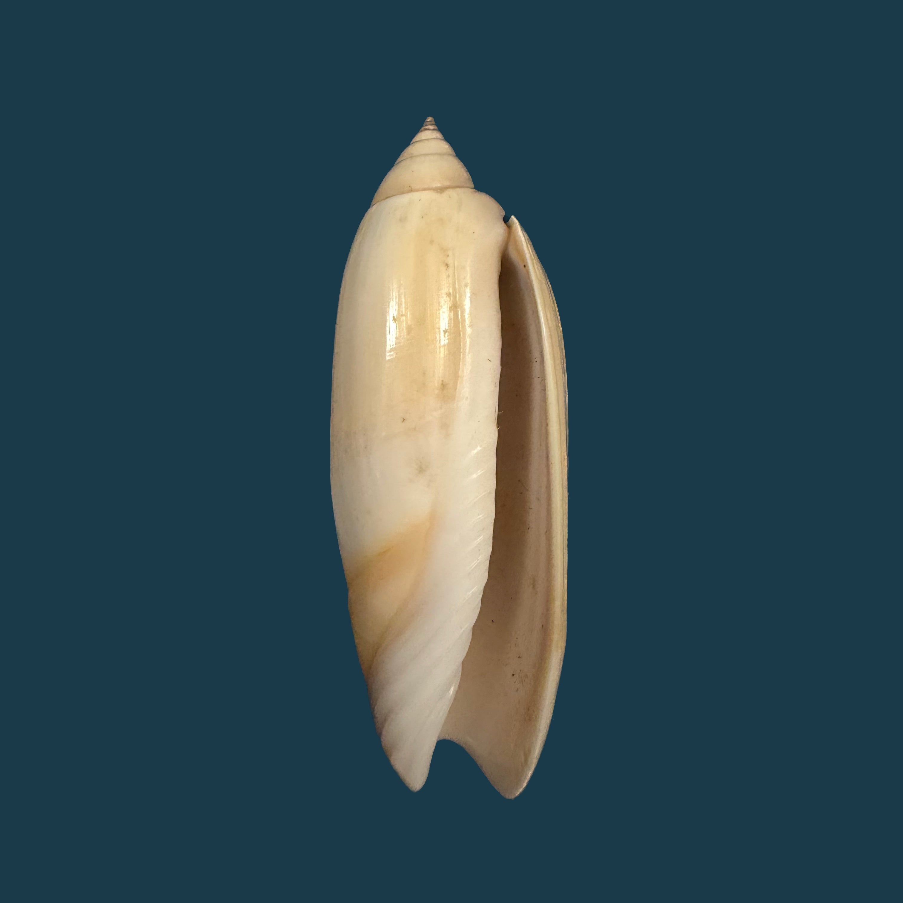 Agaronia acuminata (Lamarck, 1811) - 57,4mm