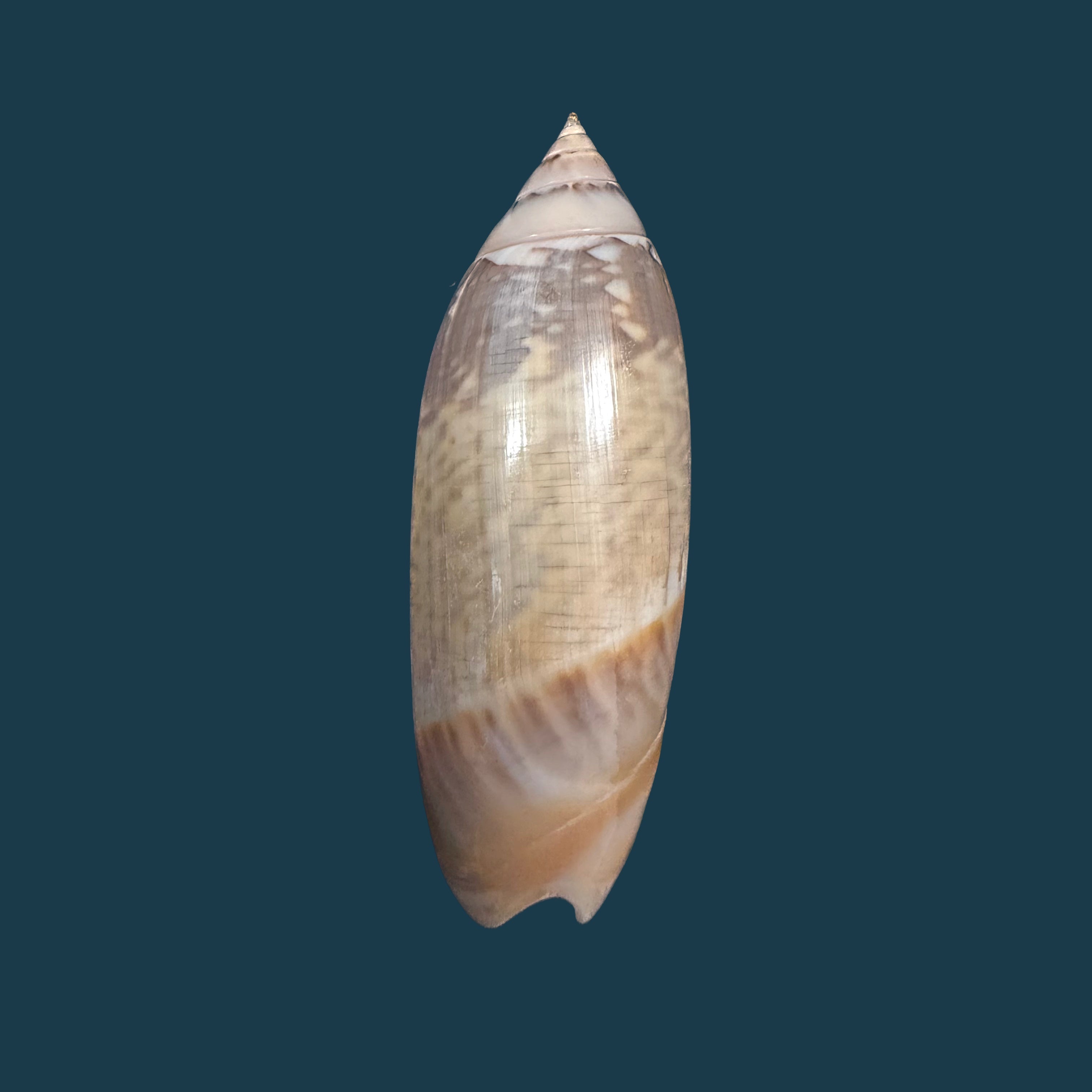Agaronia acuminata (Lamarck, 1811) - 55,8mm