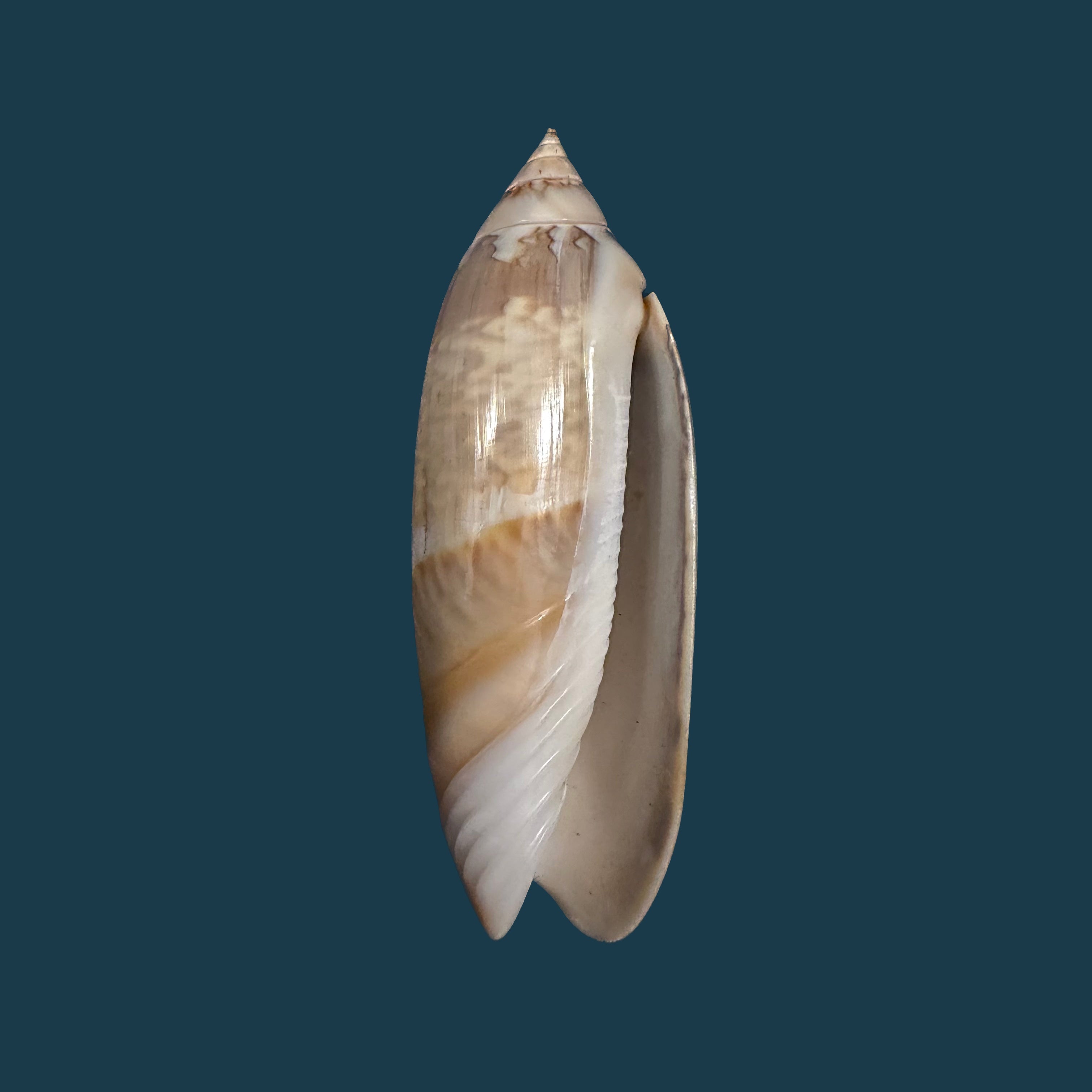 Agaronia acuminata (Lamarck, 1811) - 55,8mm