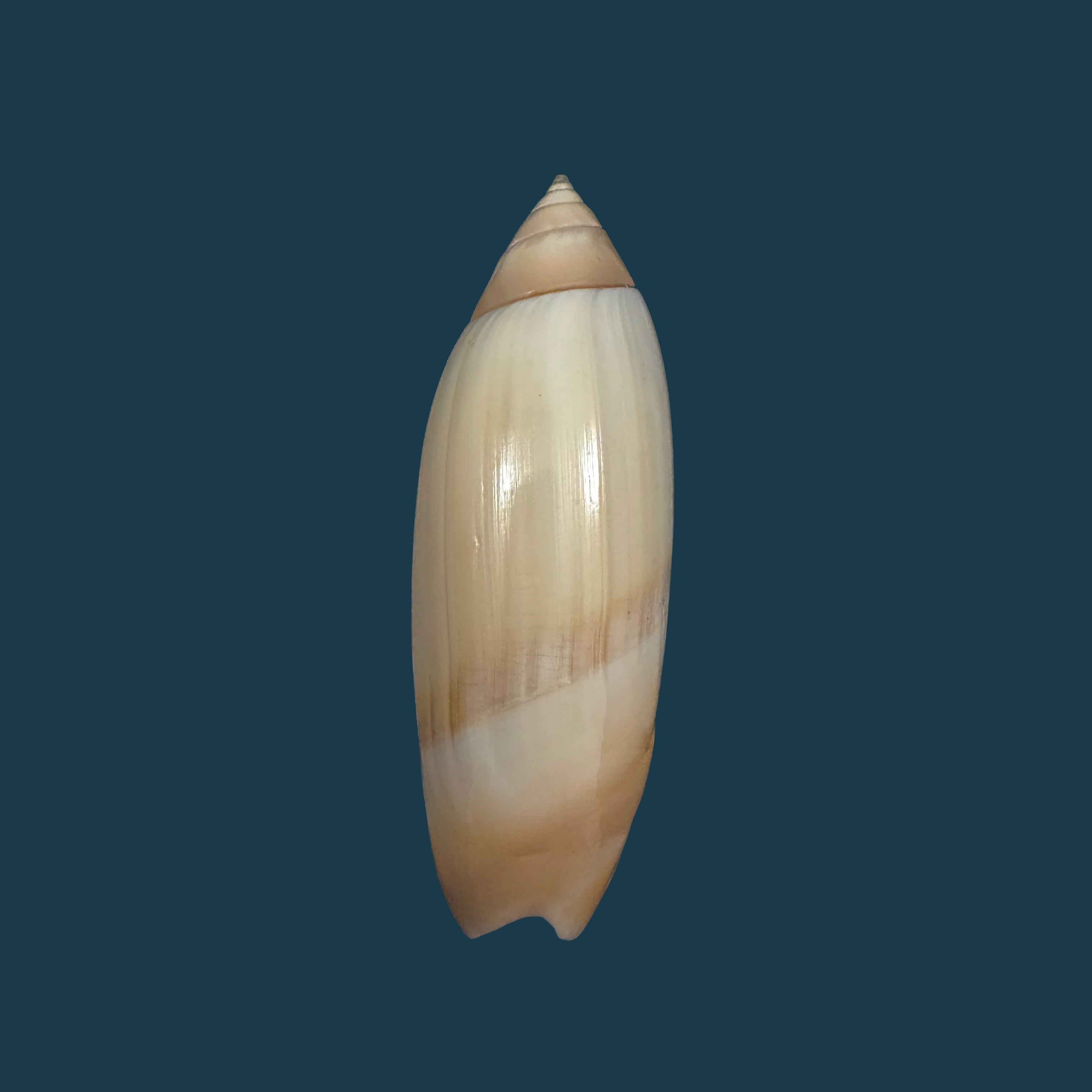 Agaronia acuminata (Lamarck, 1811) - 53,6mm