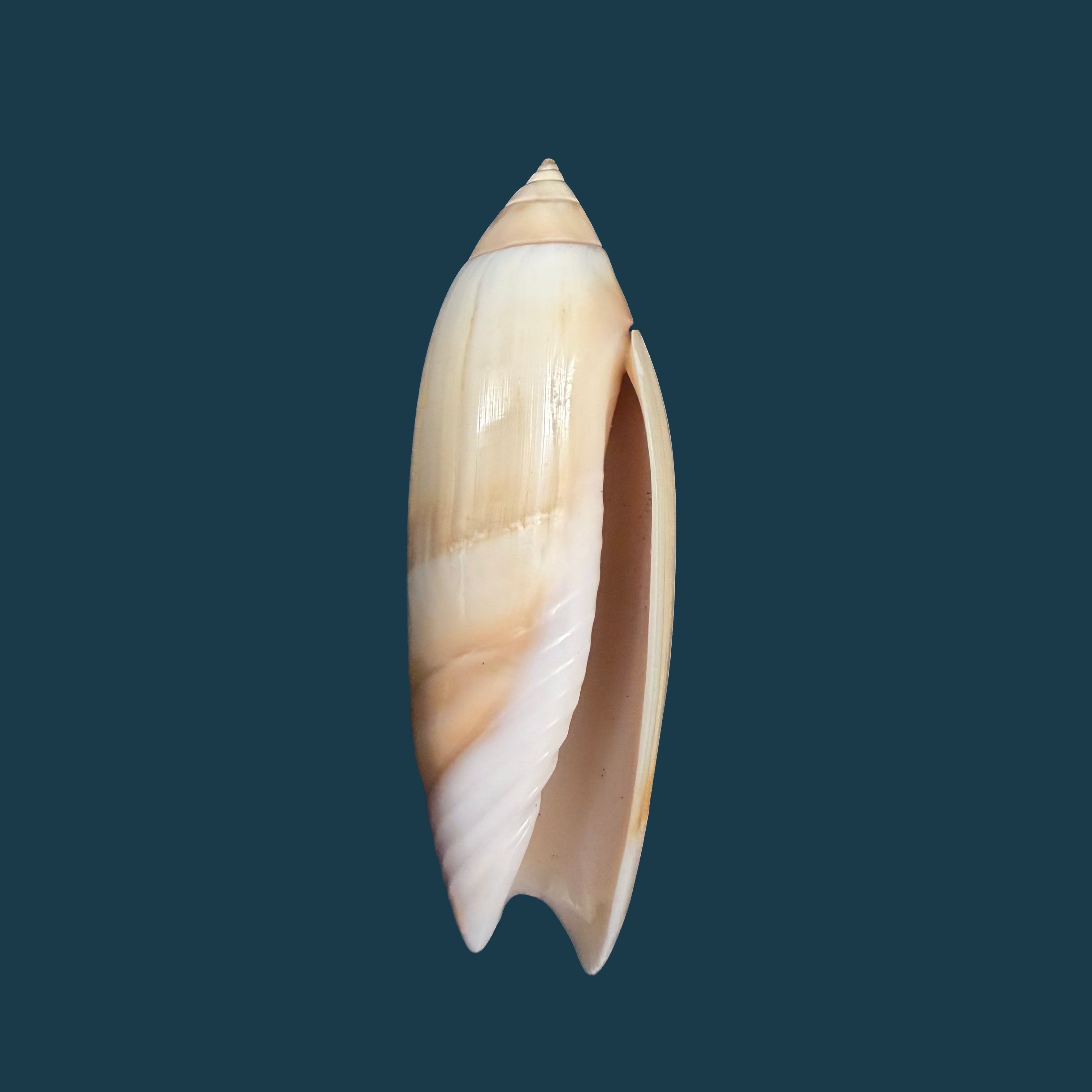 Agaronia acuminata (Lamarck, 1811) - 53,6mm