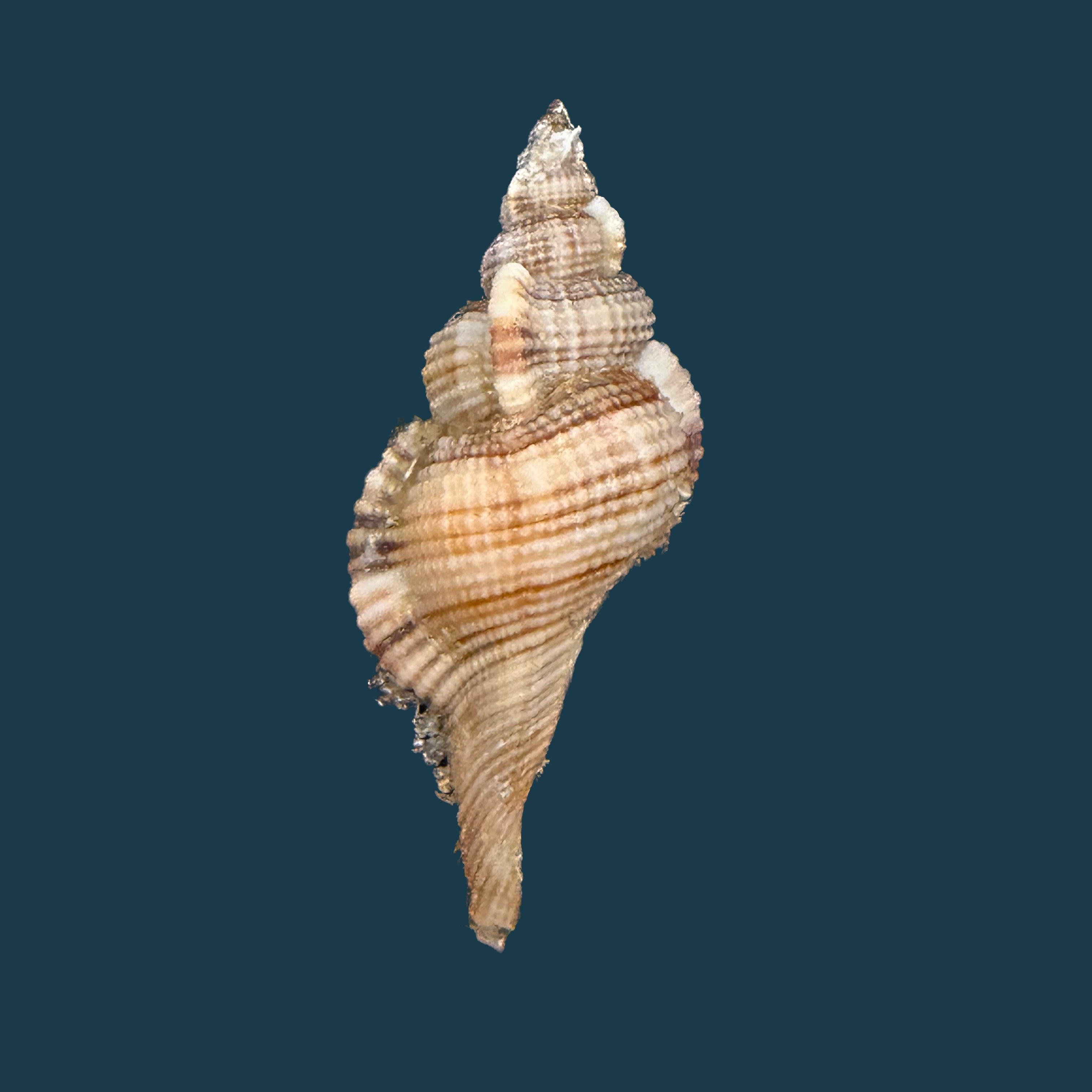 Reticutriton pfeifferianus (Reeve, 1844) - 40,4mm