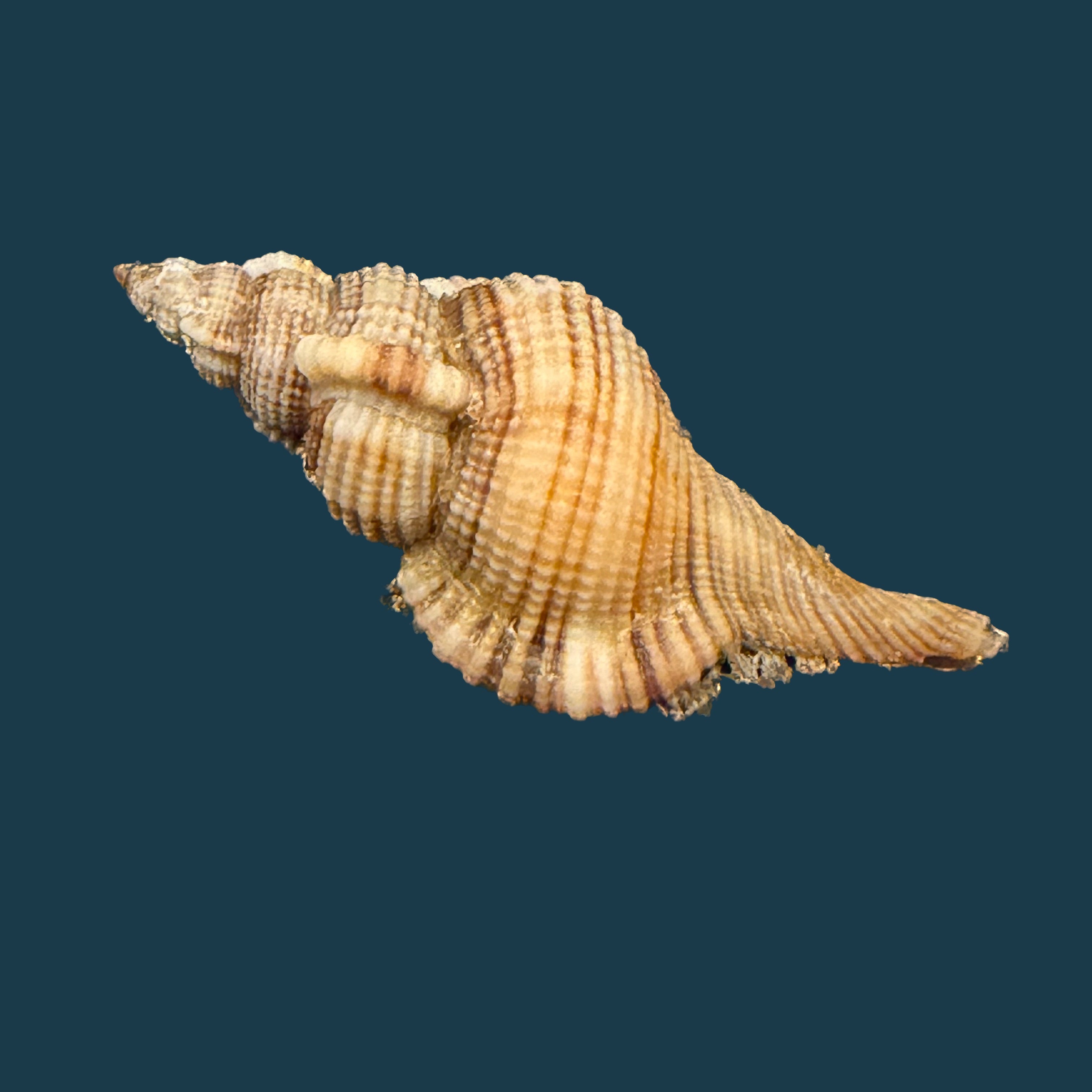 Reticutriton pfeifferianus (Reeve, 1844) - 40,4mm