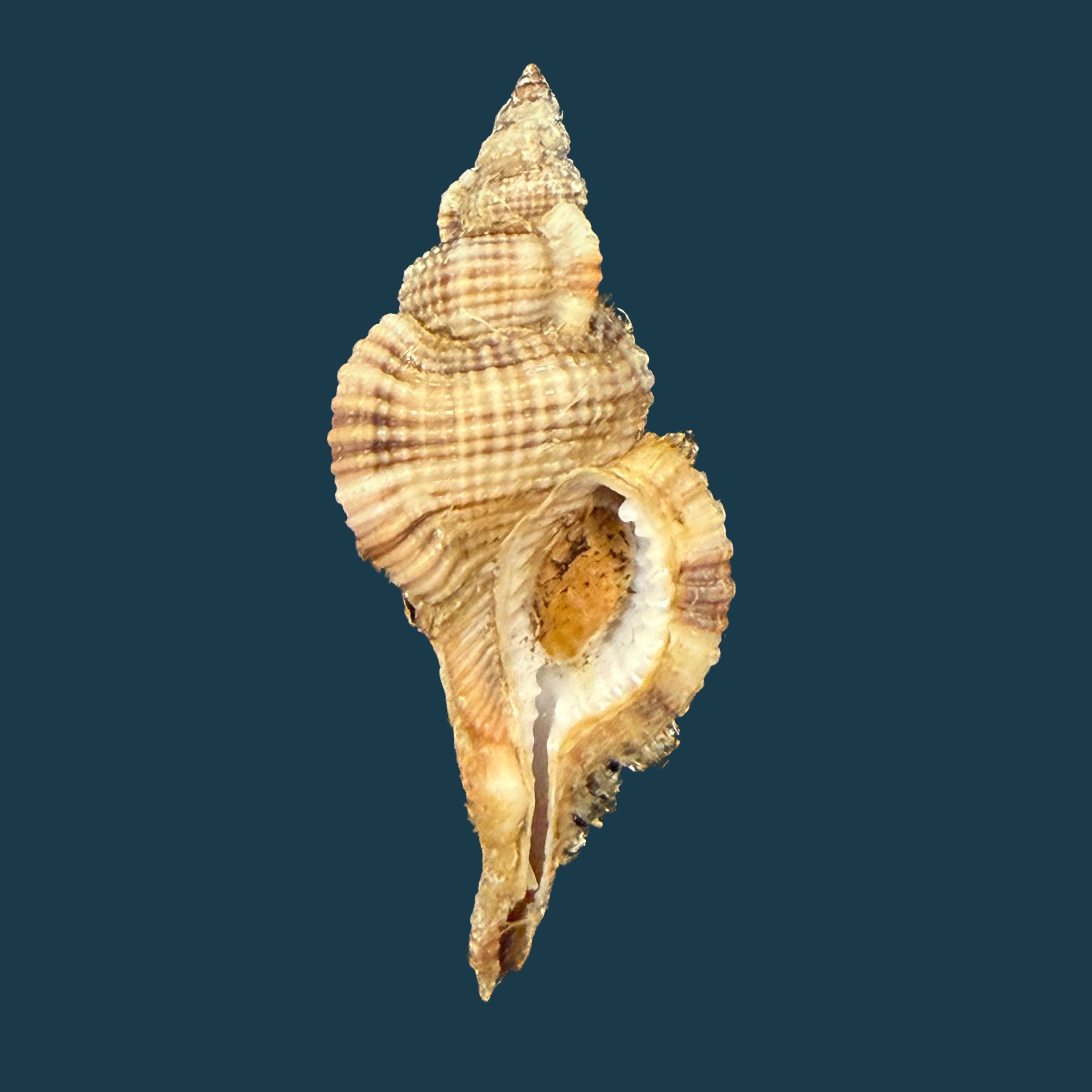 Reticutriton pfeifferianus (Reeve, 1844) - 40,4mm