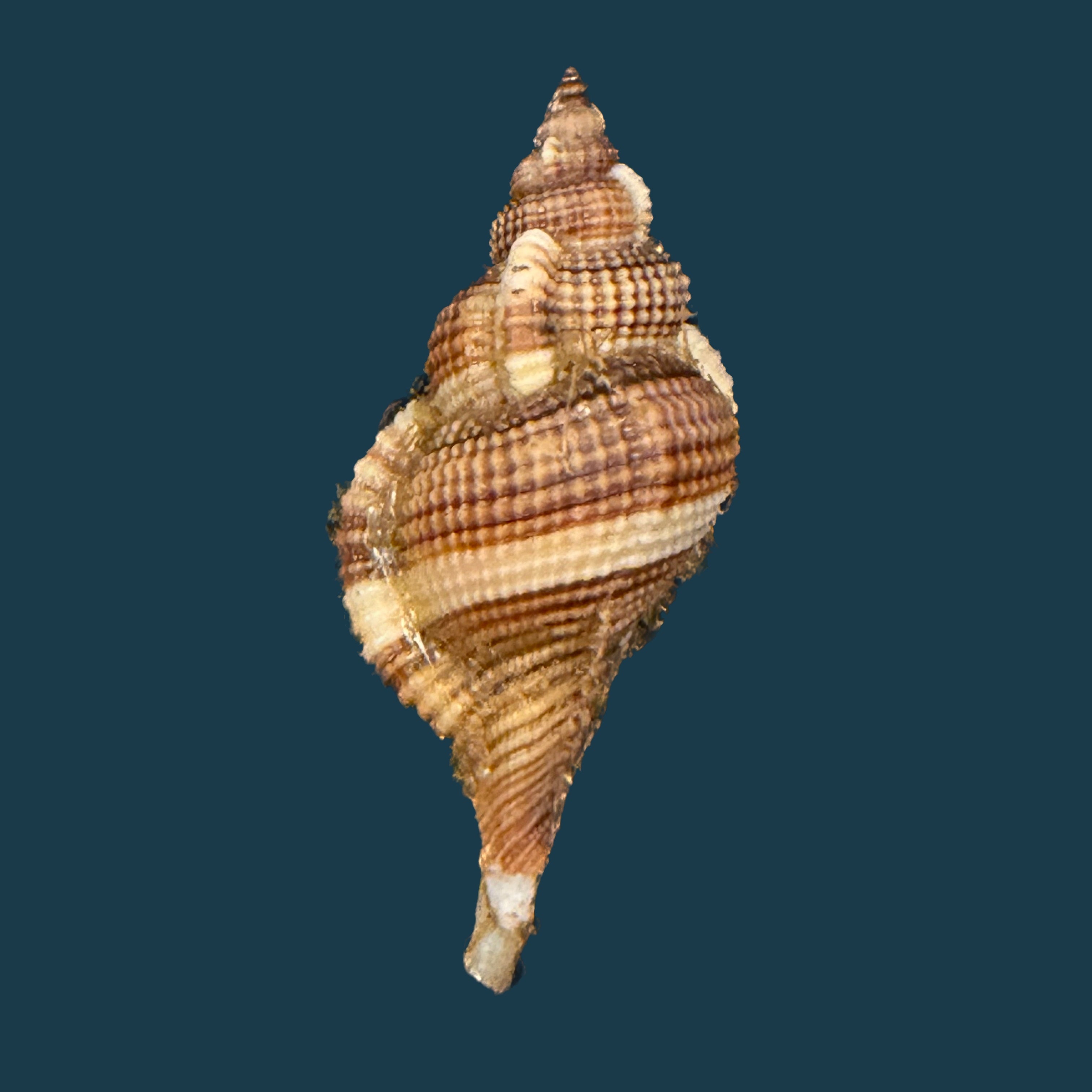 Reticutriton pfeifferianus (Reeve, 1844) - 40mm