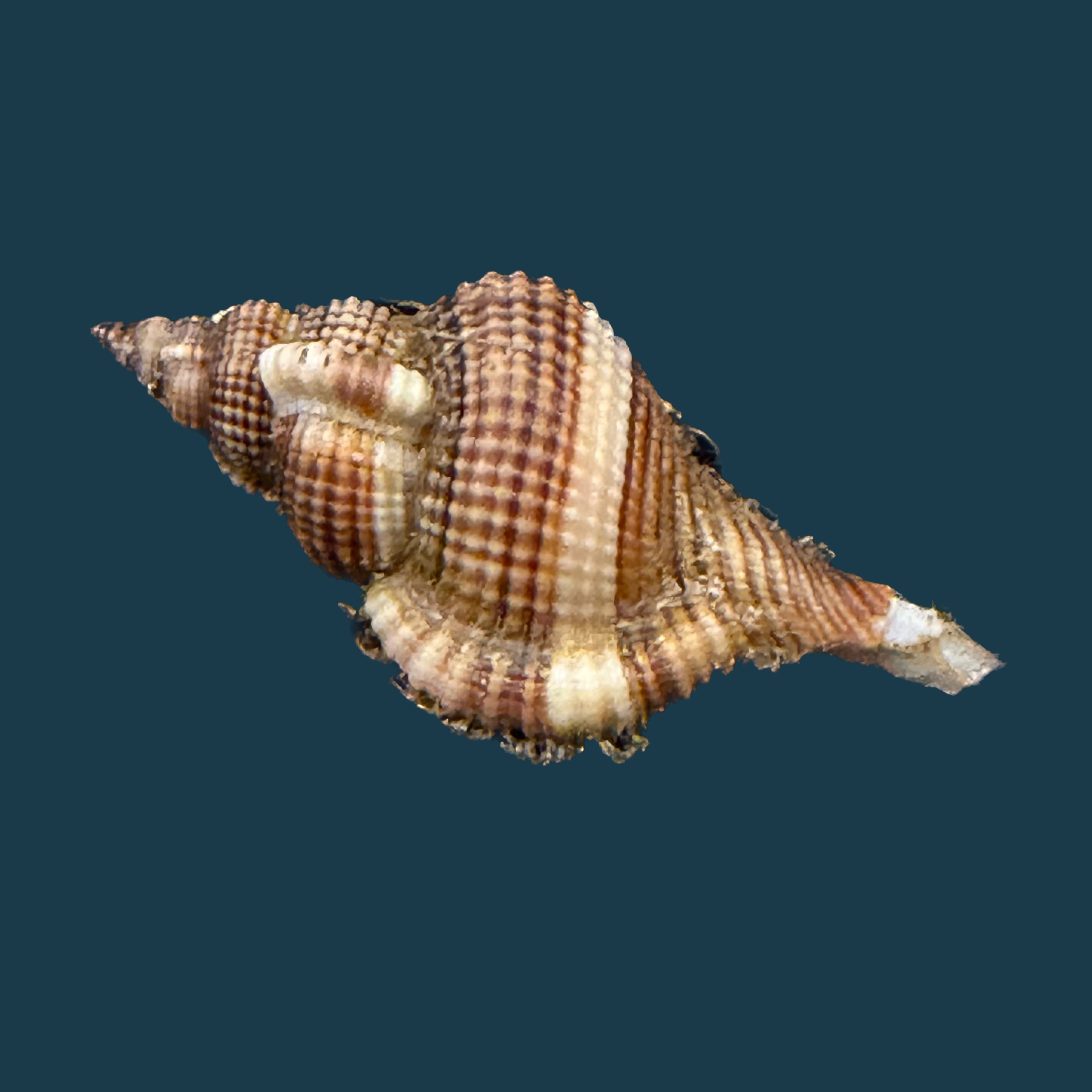 Reticutriton pfeifferianus (Reeve, 1844) - 40mm