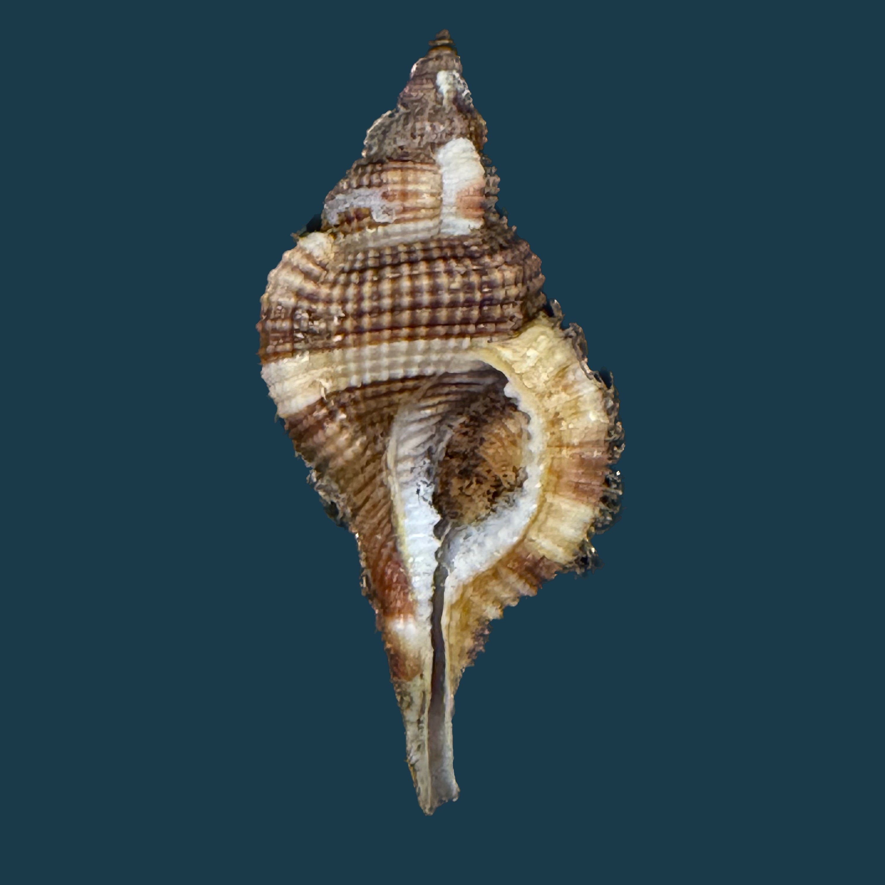 Reticutriton pfeifferianus (Reeve, 1844) - 40mm