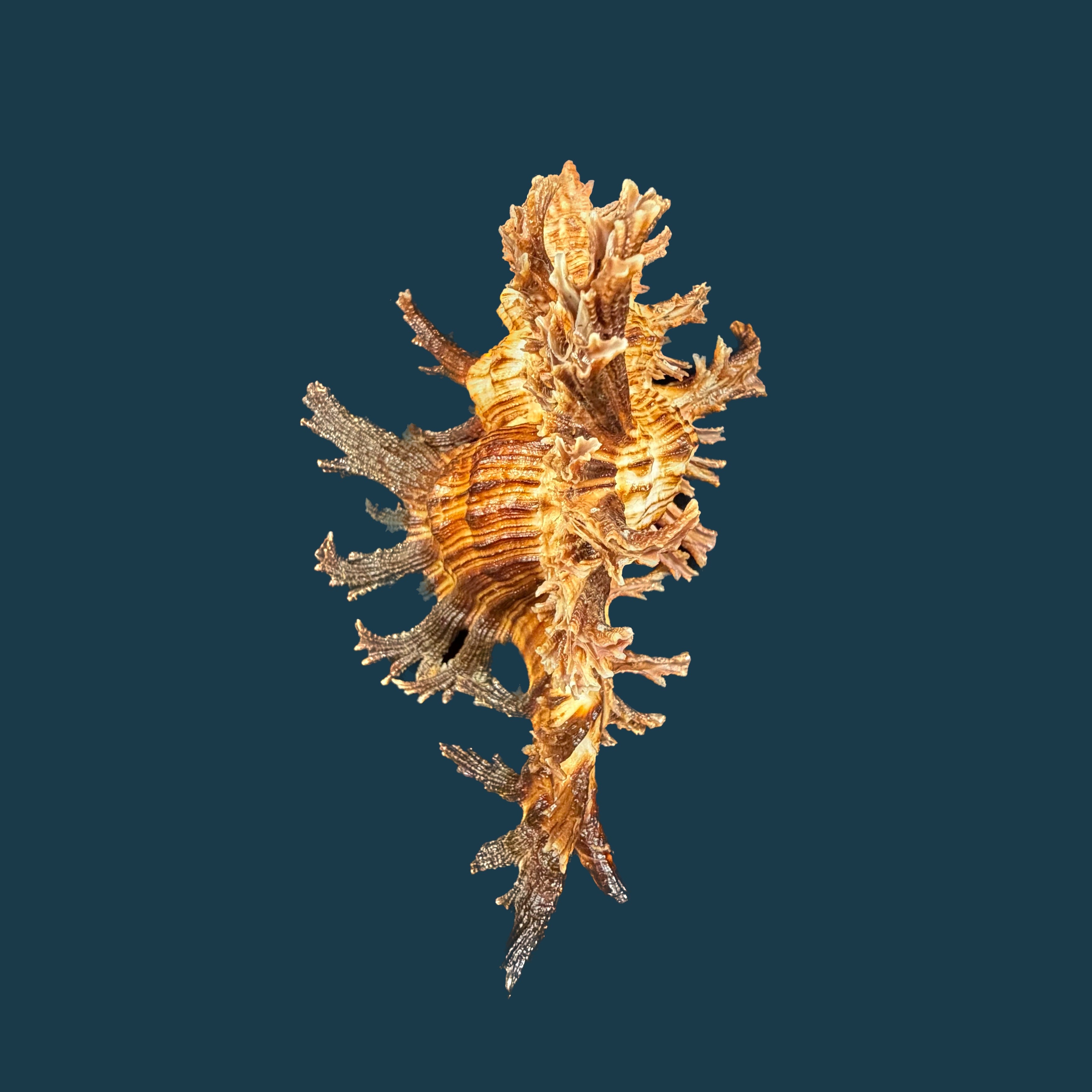 Chicoreus spectrum (Reeve, 1846) - 128,6mm