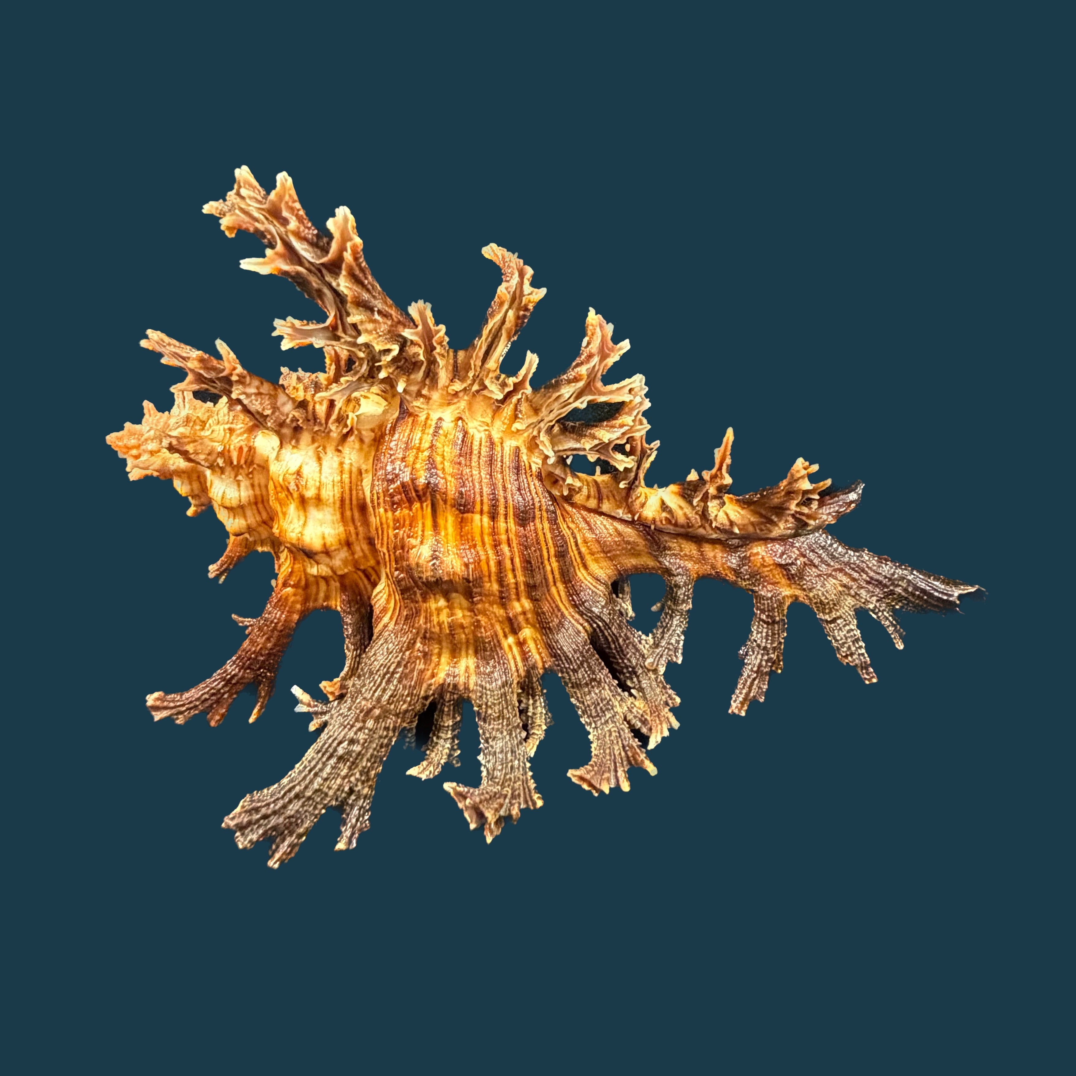 Chicoreus spectrum (Reeve, 1846) - 128,6mm