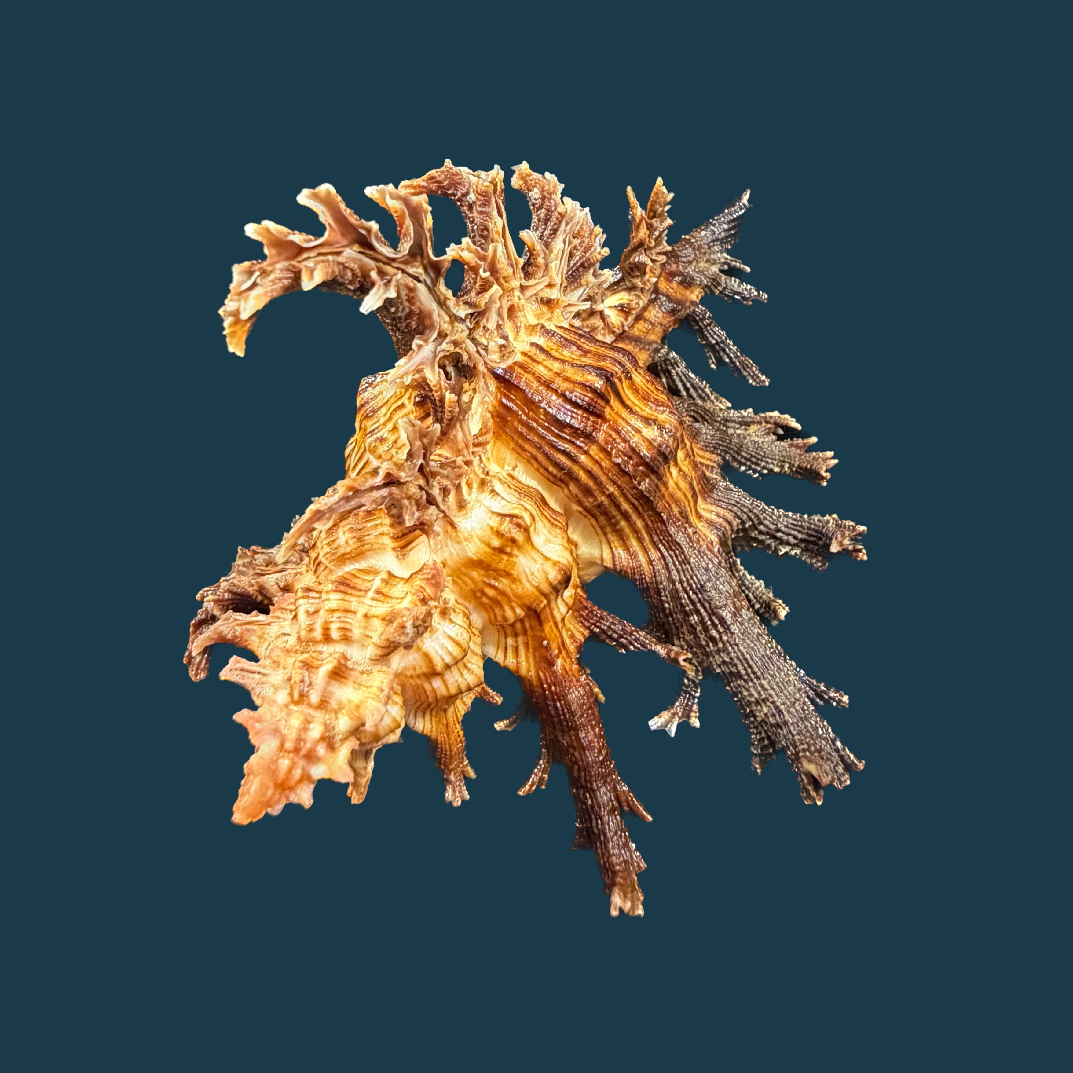 Chicoreus spectrum (Reeve, 1846) - 128,6mm
