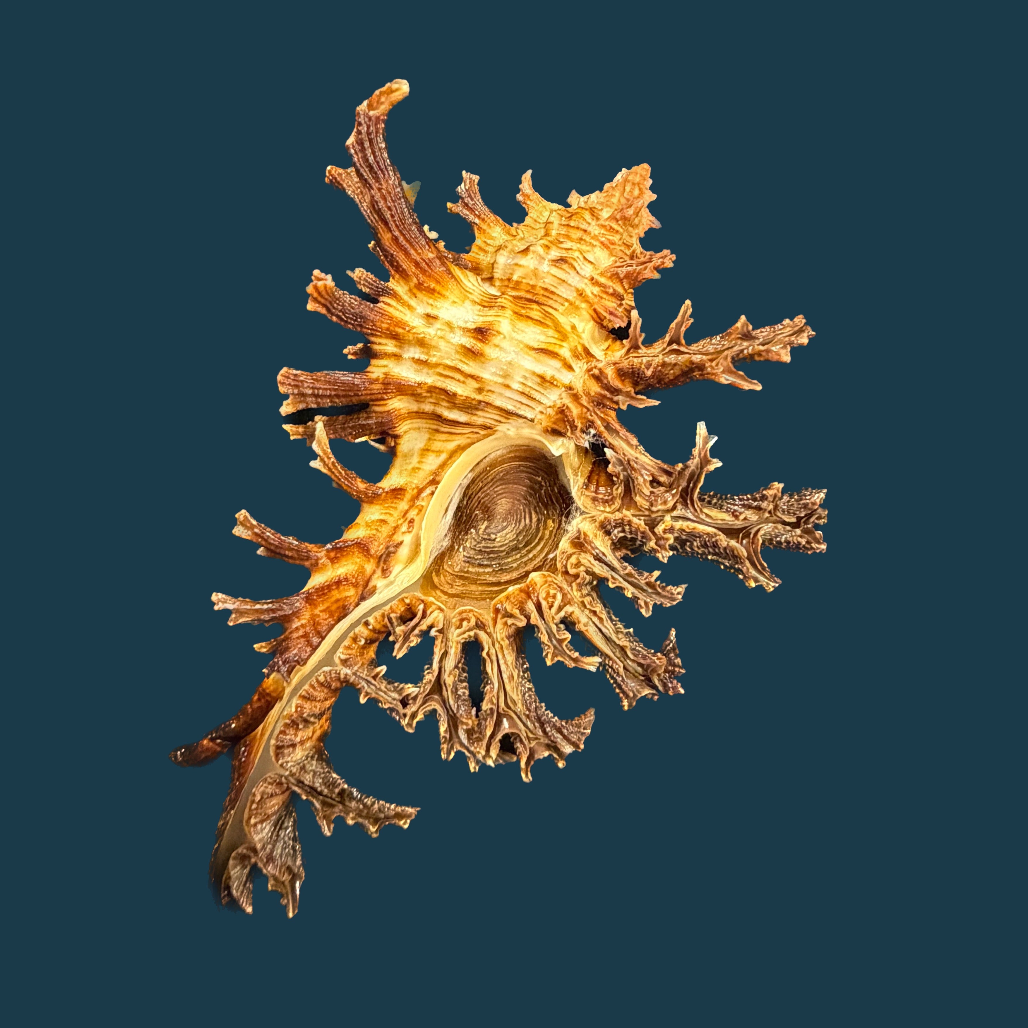 Chicoreus spectrum (Reeve, 1846) - 128,6mm