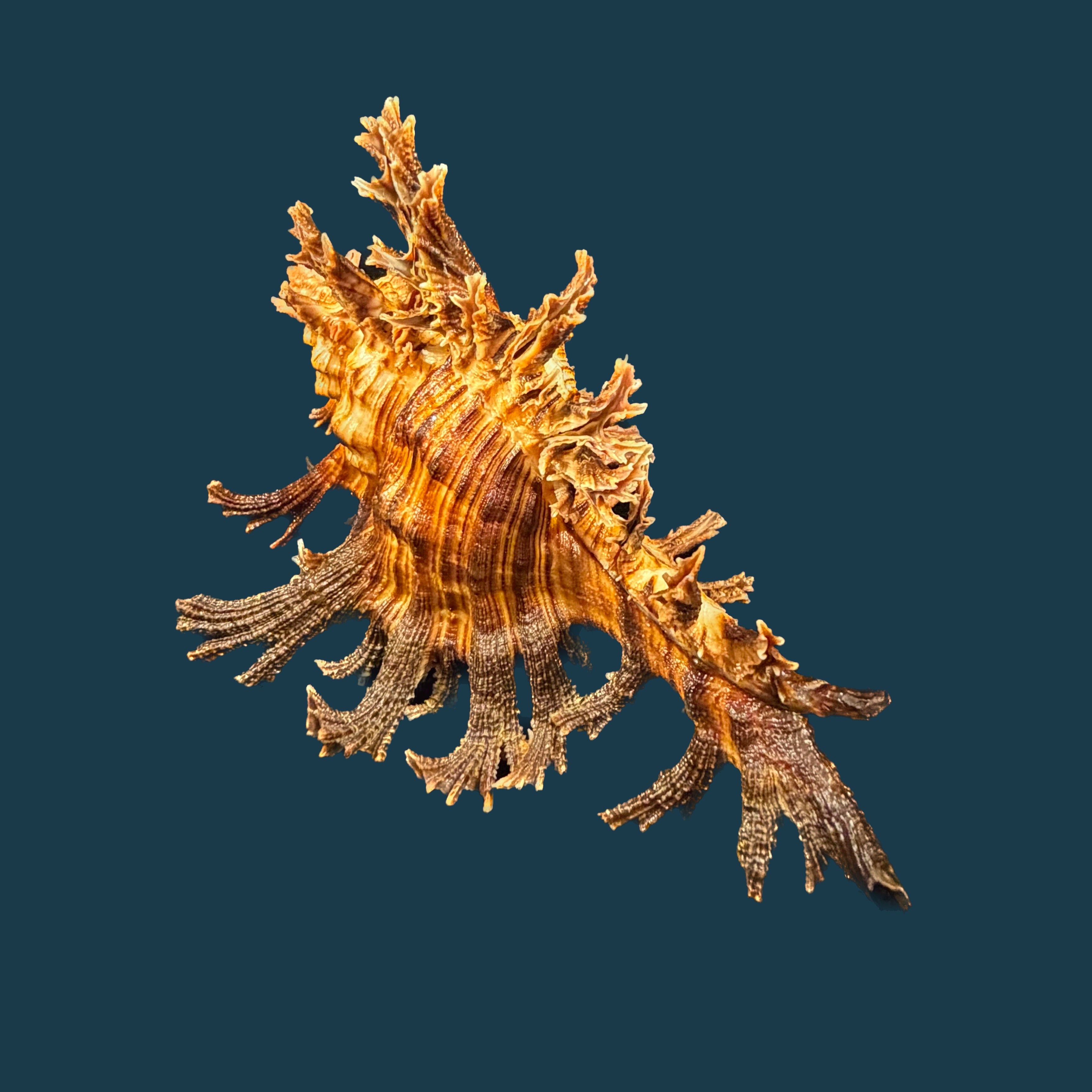 Chicoreus spectrum (Reeve, 1846) - 128,6mm