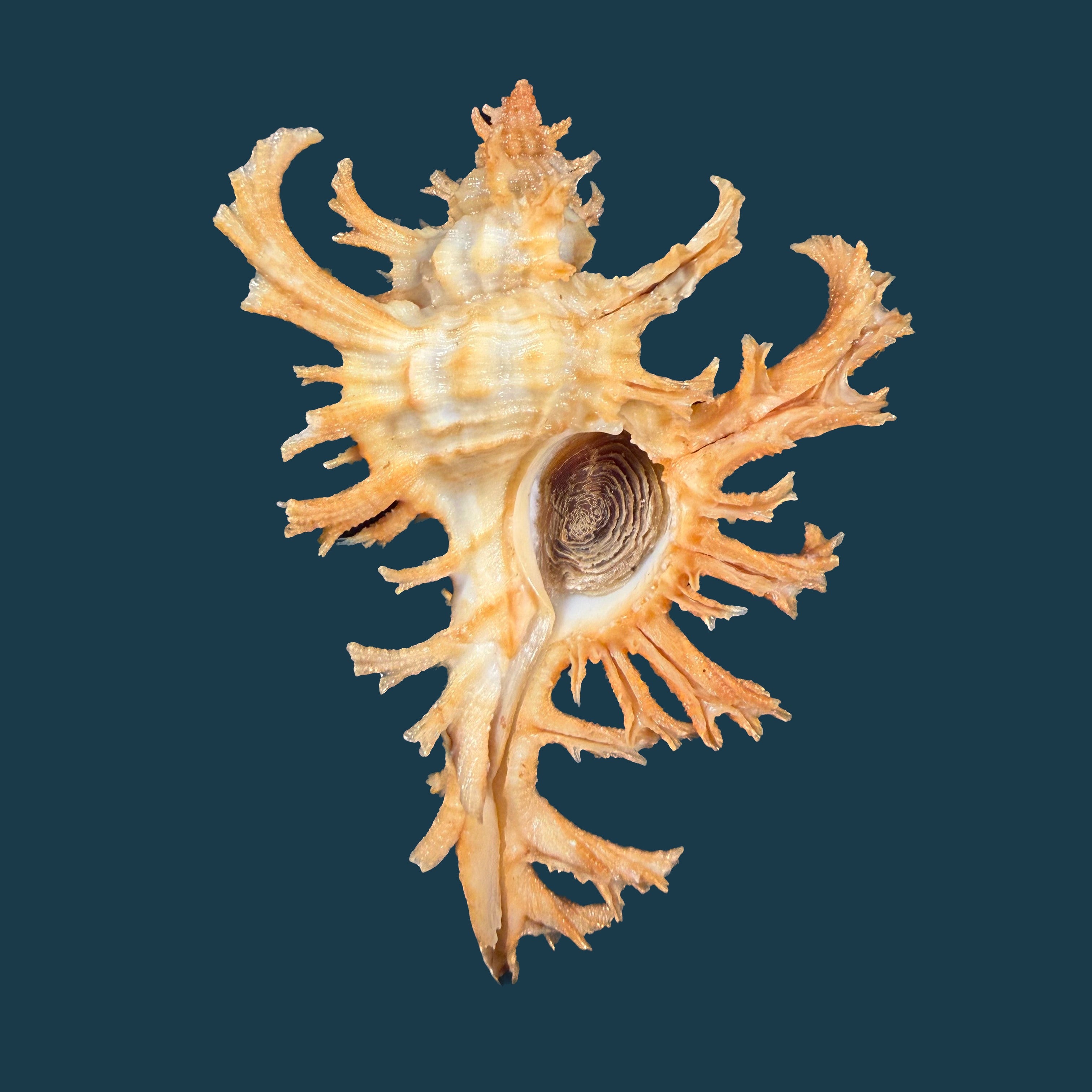 Chicoreus spectrum (Reeve, 1846) - 92,1mm