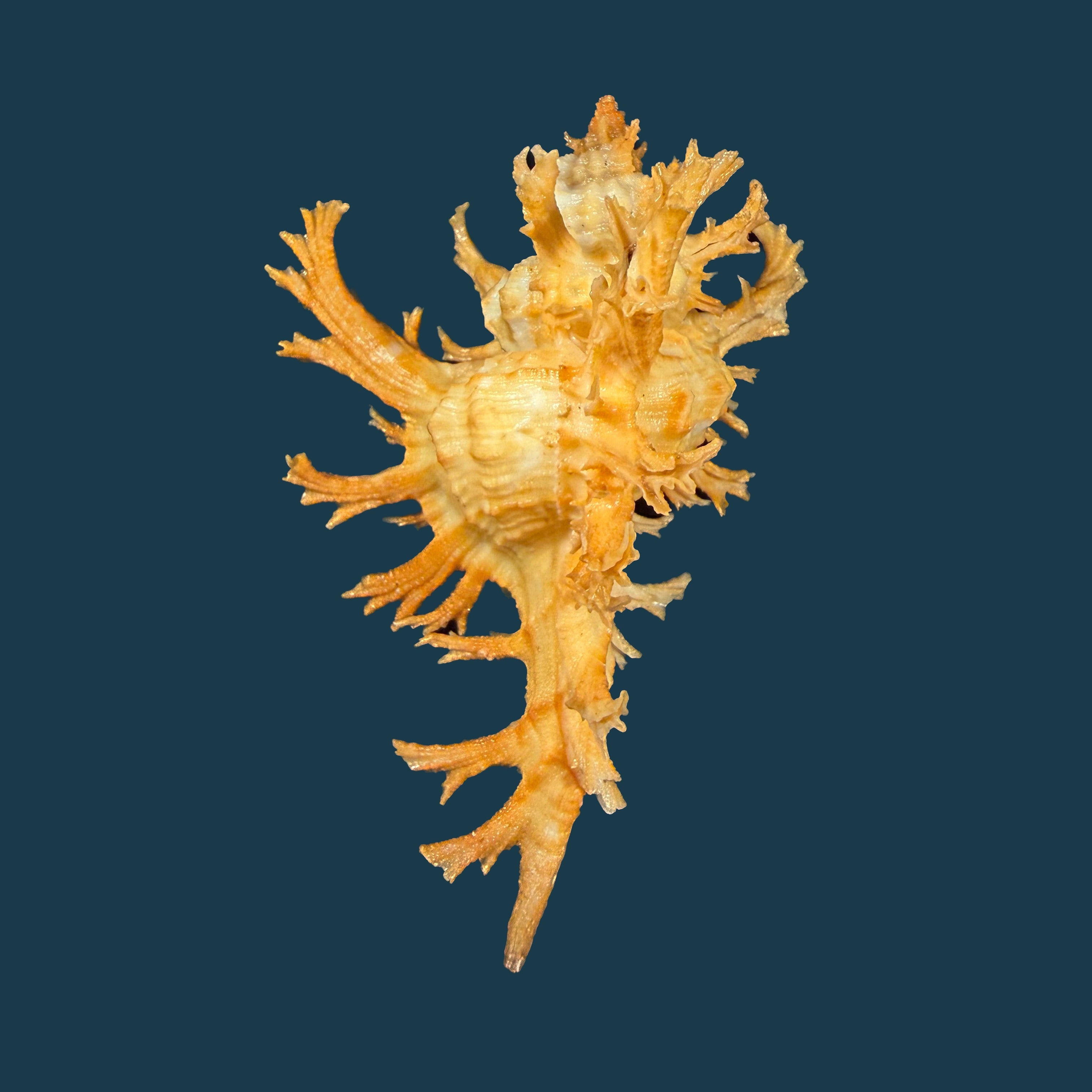 Chicoreus spectrum (Reeve, 1846) - 92,1mm