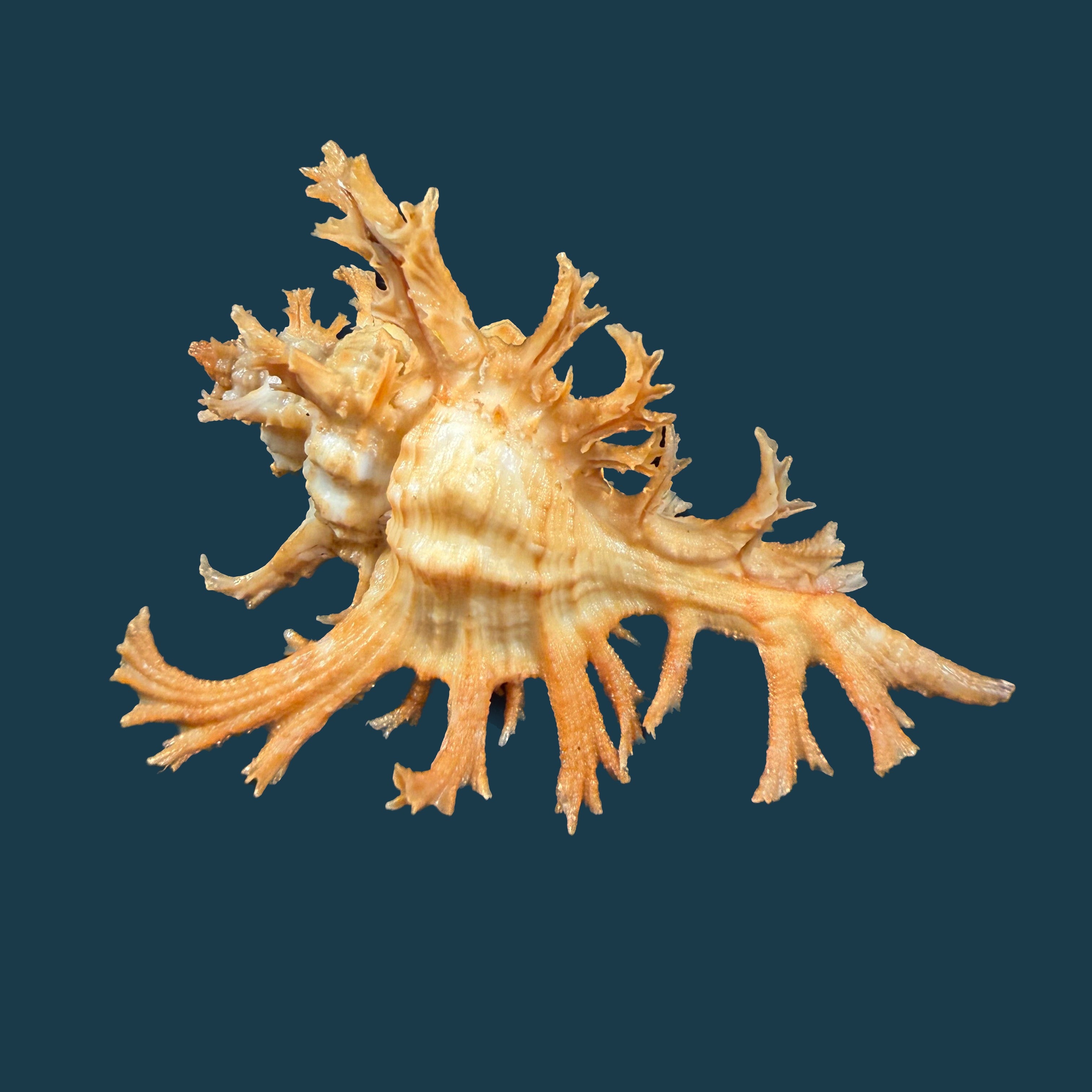 Chicoreus spectrum (Reeve, 1846) - 92,1mm