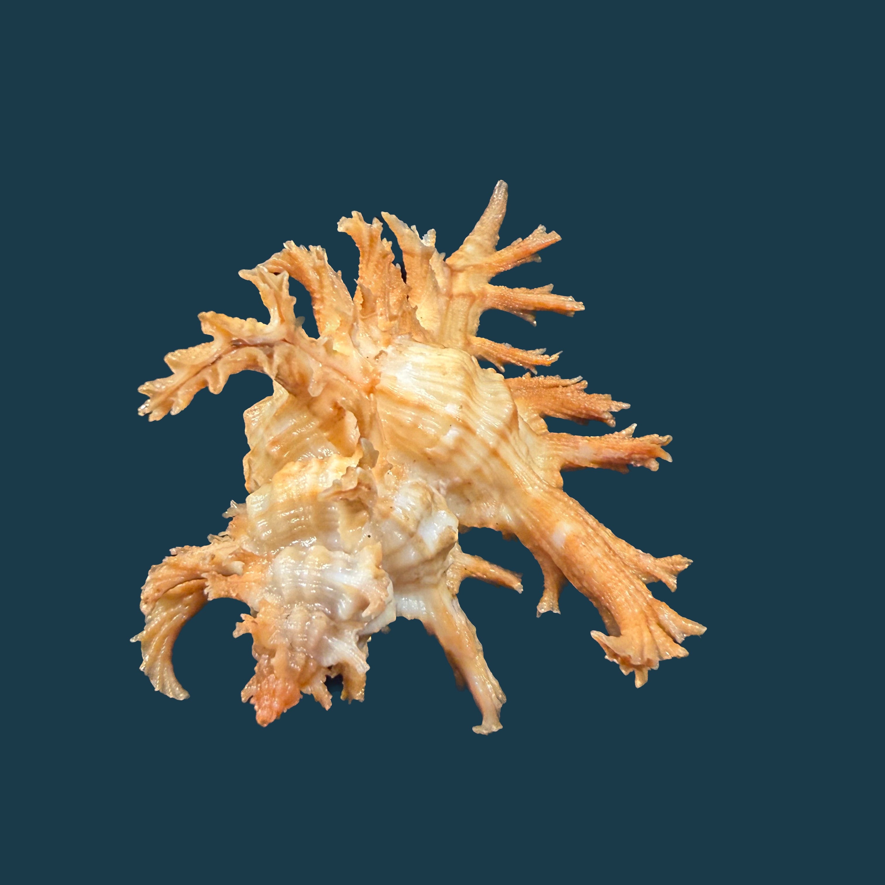 Chicoreus spectrum (Reeve, 1846) - 92,1mm