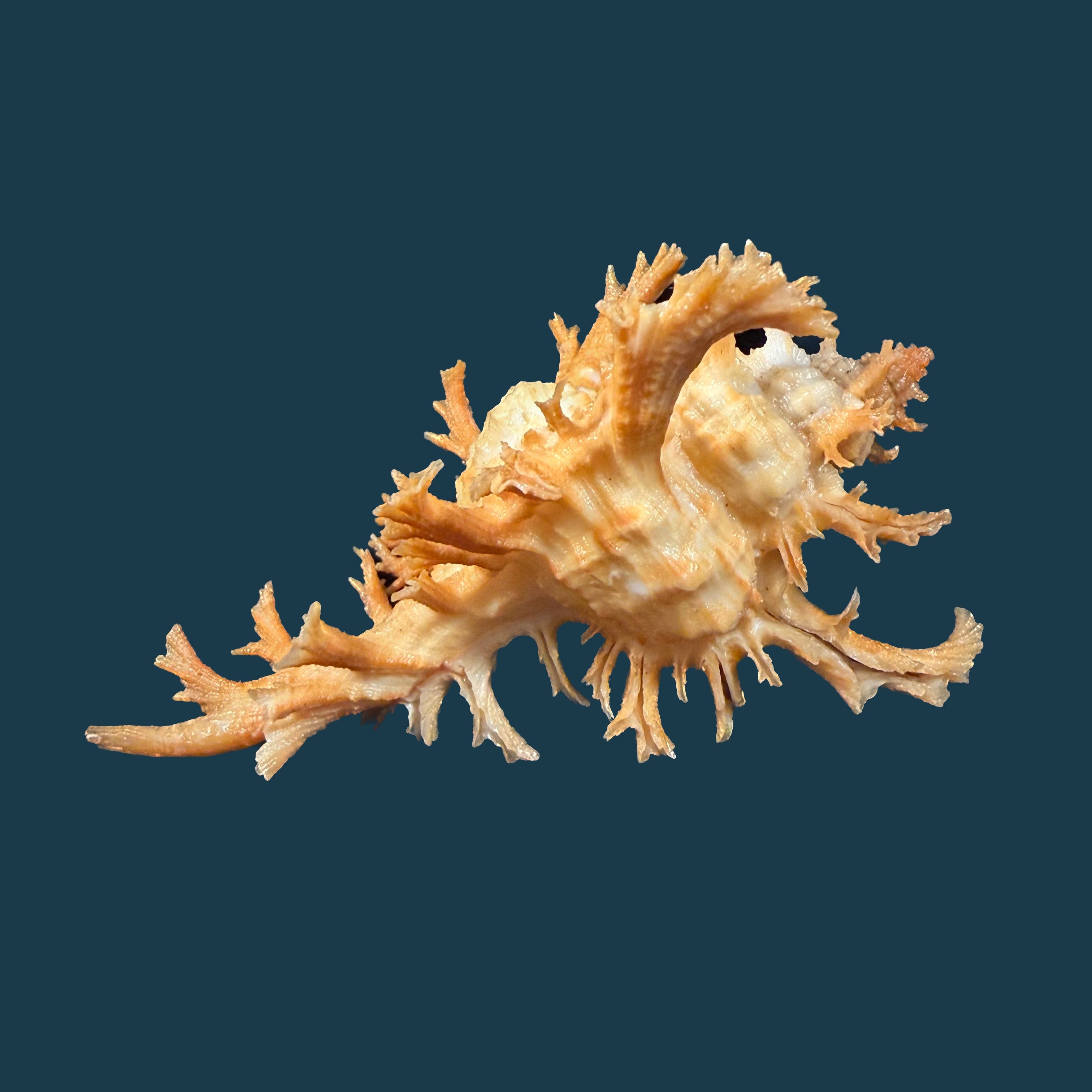 Chicoreus spectrum (Reeve, 1846) - 92,1mm