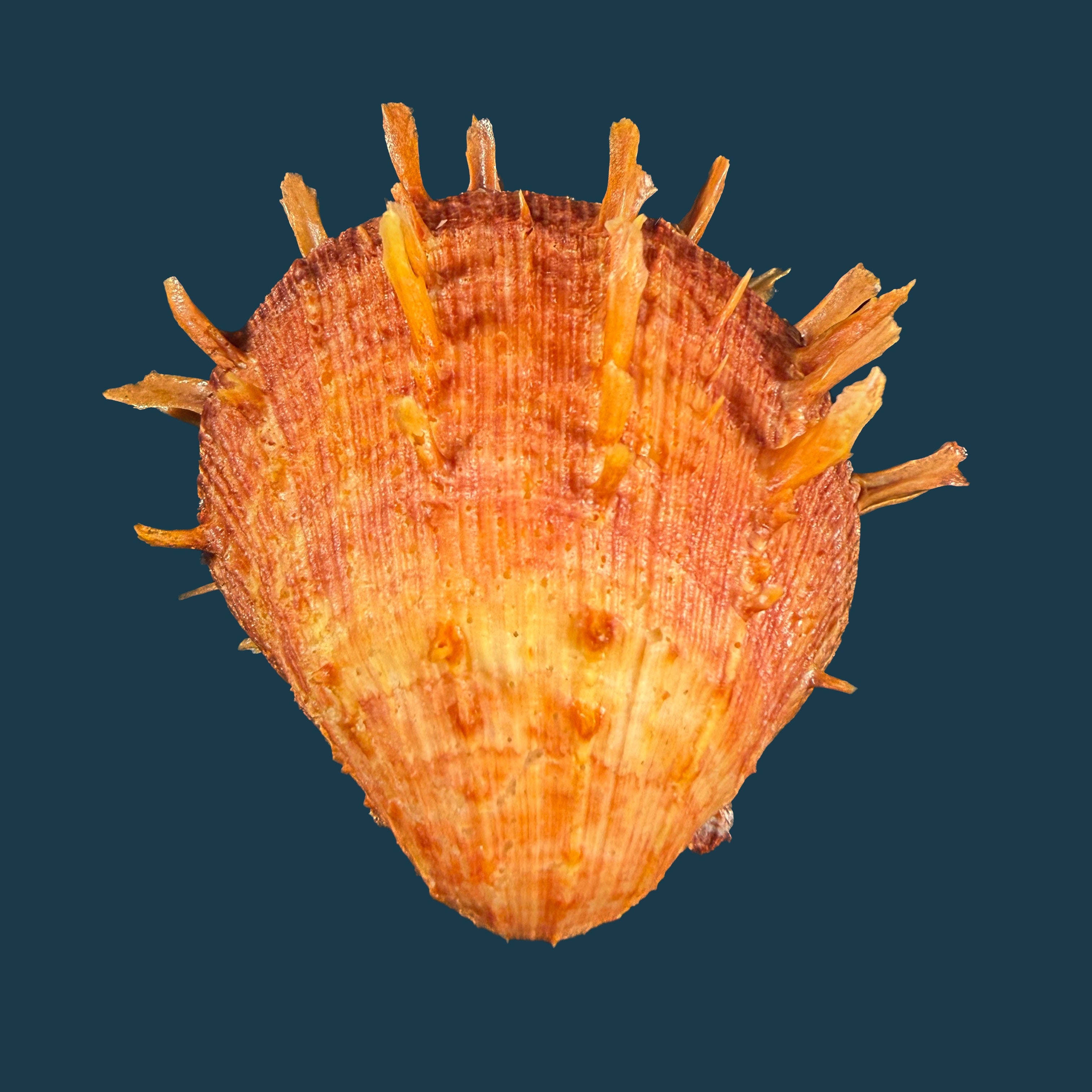 Spondylus ictericus Reeve, 1856 - 78,5mm