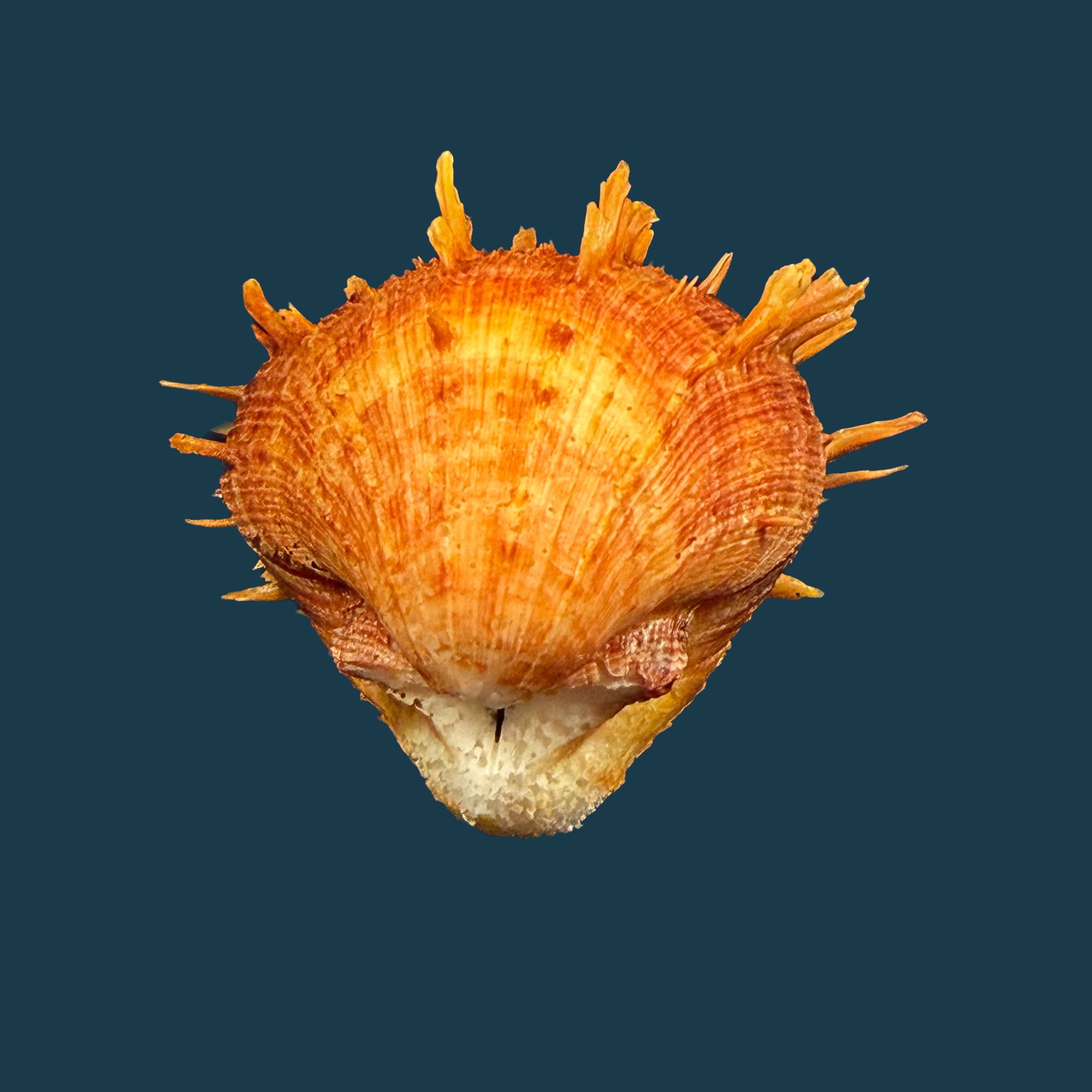 Spondylus ictericus Reeve, 1856 - 78,5mm