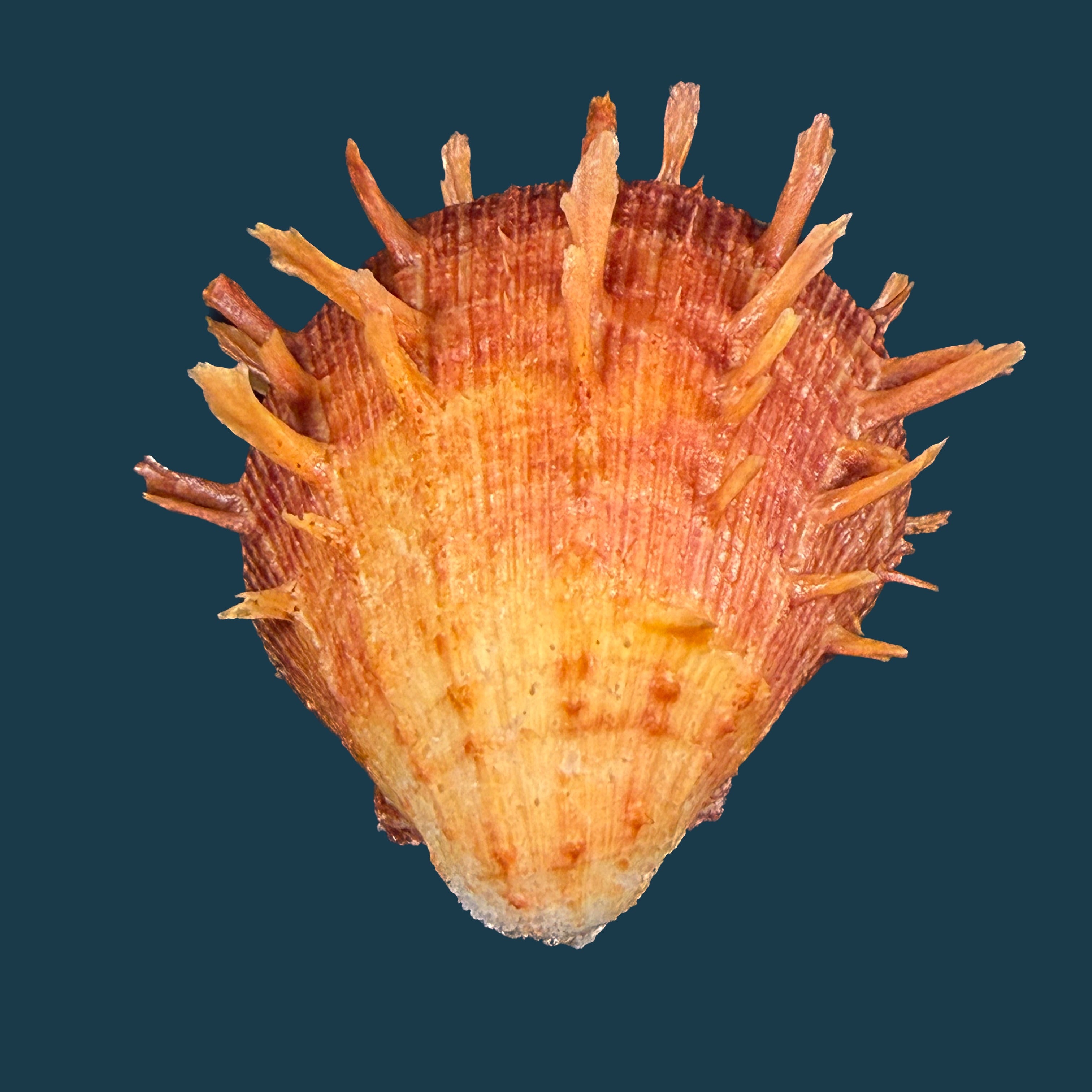 Spondylus ictericus Reeve, 1856 - 78,5mm