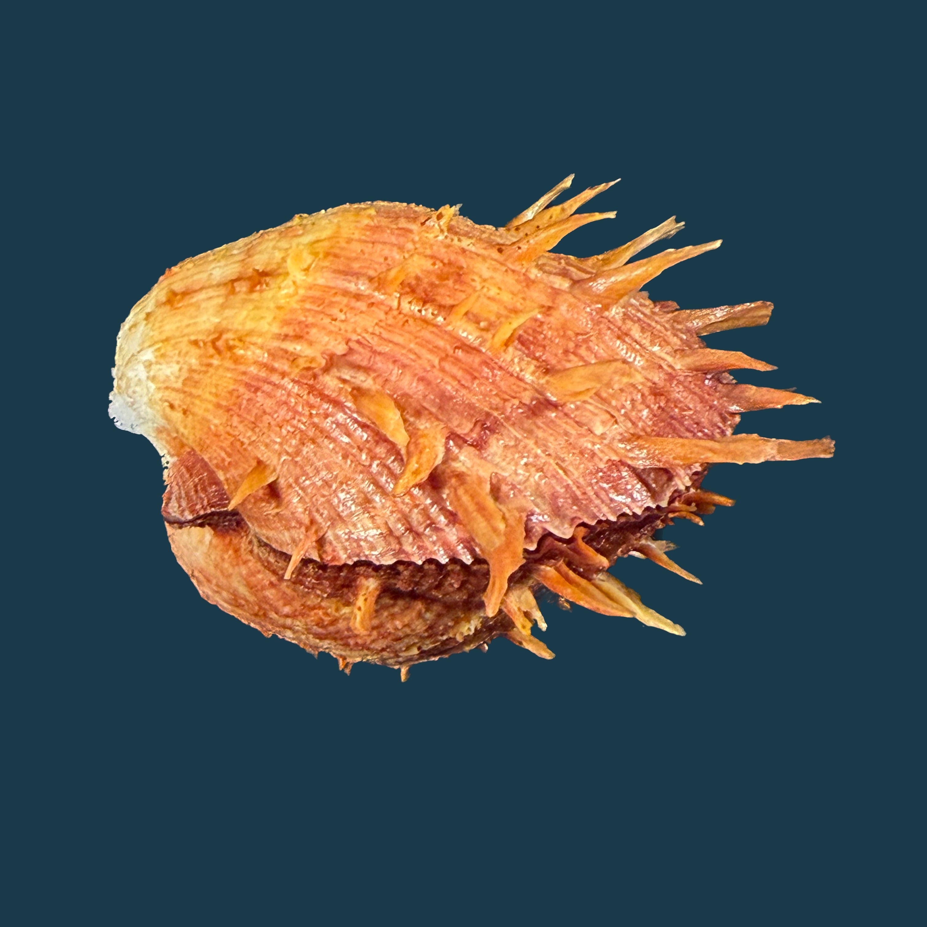 Spondylus ictericus Reeve, 1856 - 78,5mm