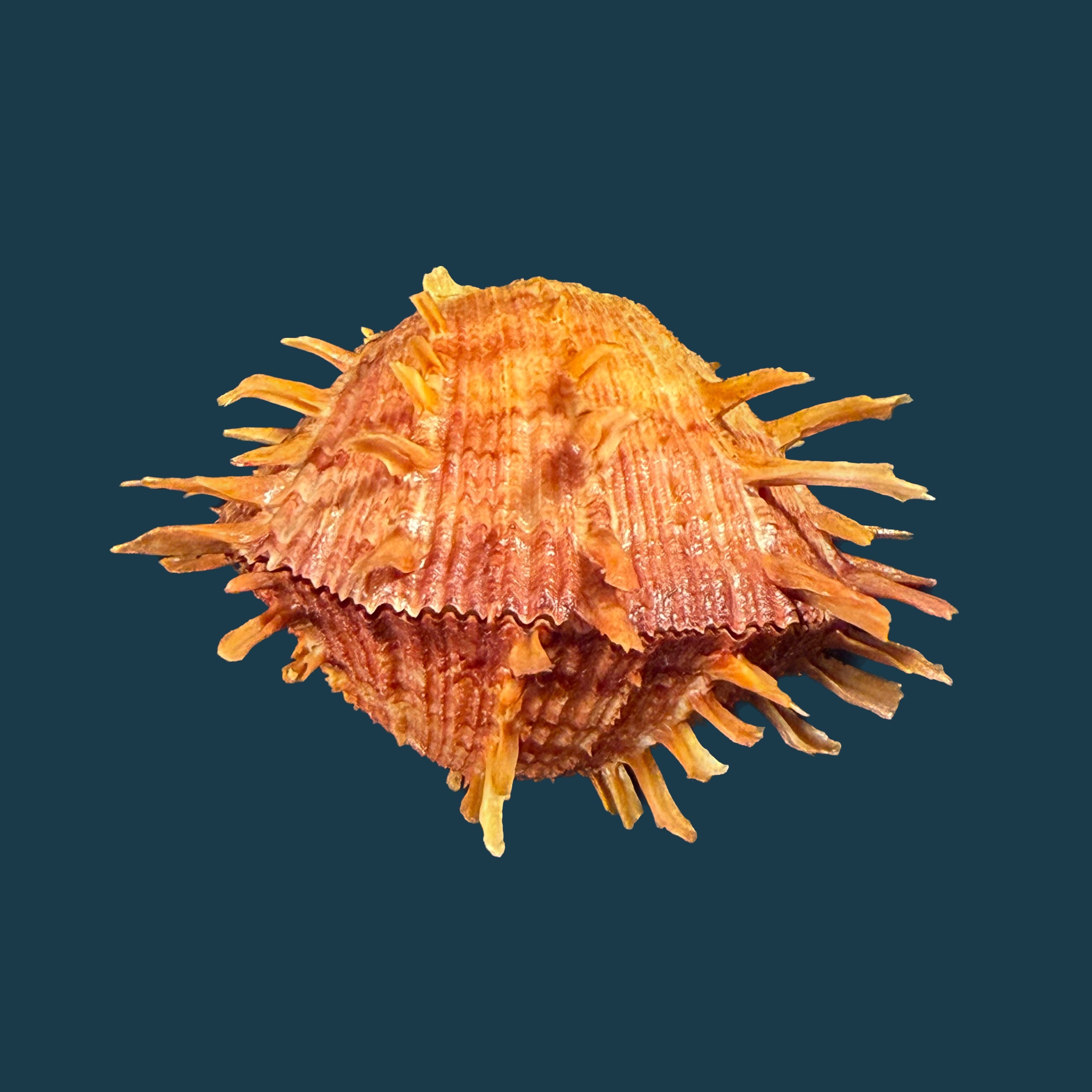 Spondylus ictericus Reeve, 1856 - 78,5mm