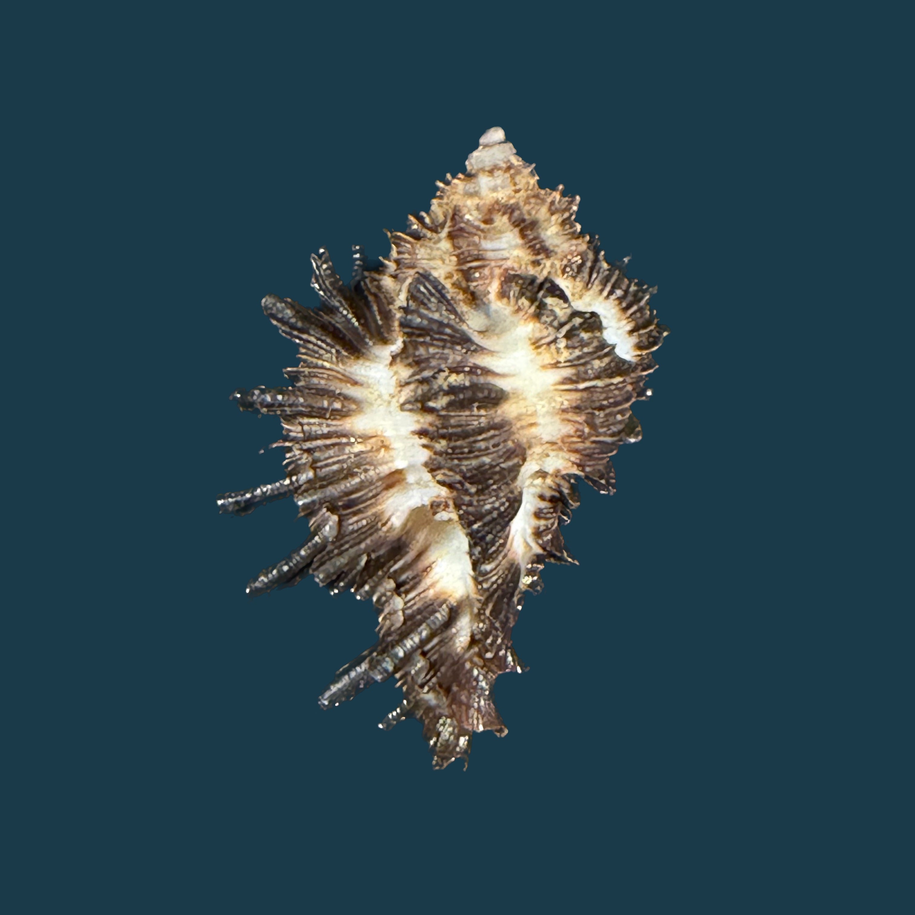 Homalocantha melanamathos f. chinii Biraghi, 1984 - 28mm