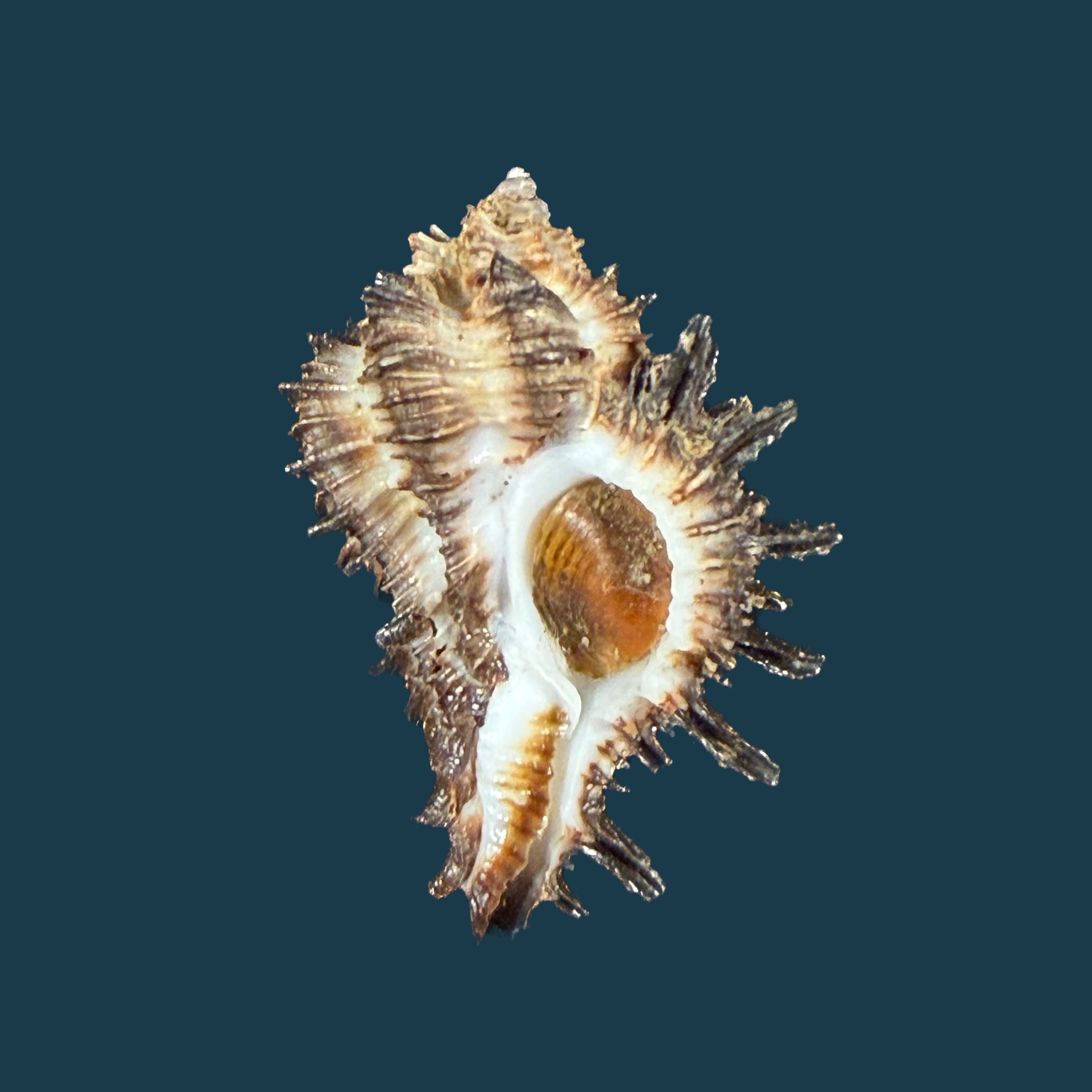 Homalocantha melanamathos f. chinii Biraghi, 1984 - 28mm