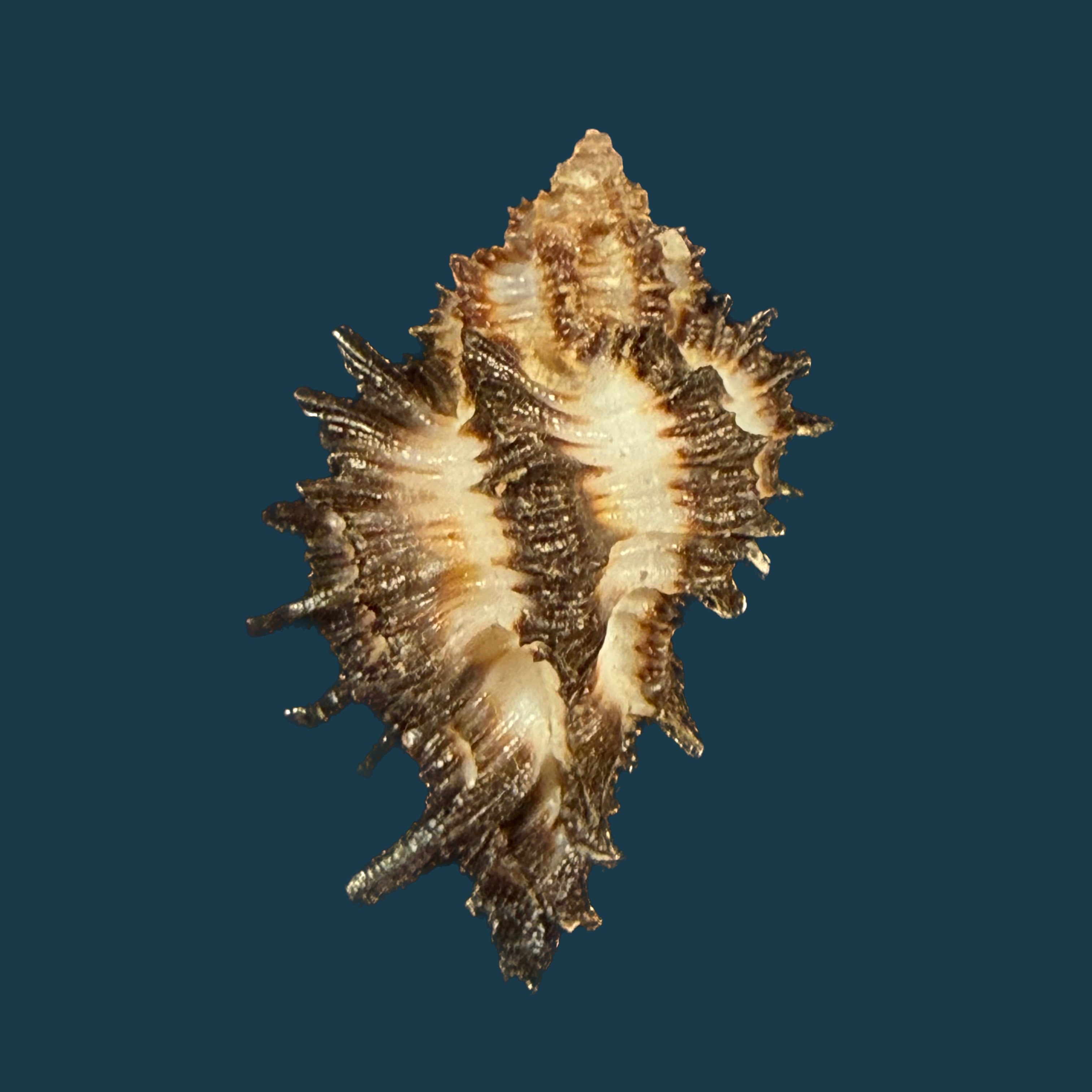 Homalocantha melanamathos f. chinii Biraghi, 1984 - 26,5mm