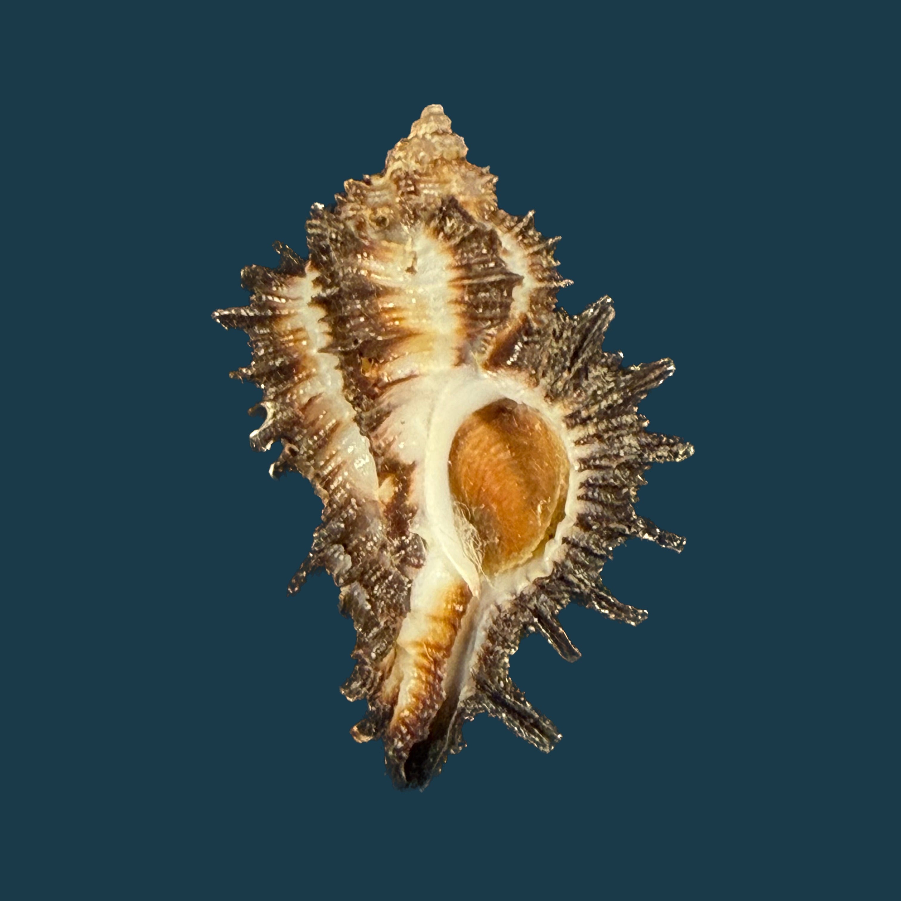 Homalocantha melanamathos f. chinii Biraghi, 1984 - 26,5mm