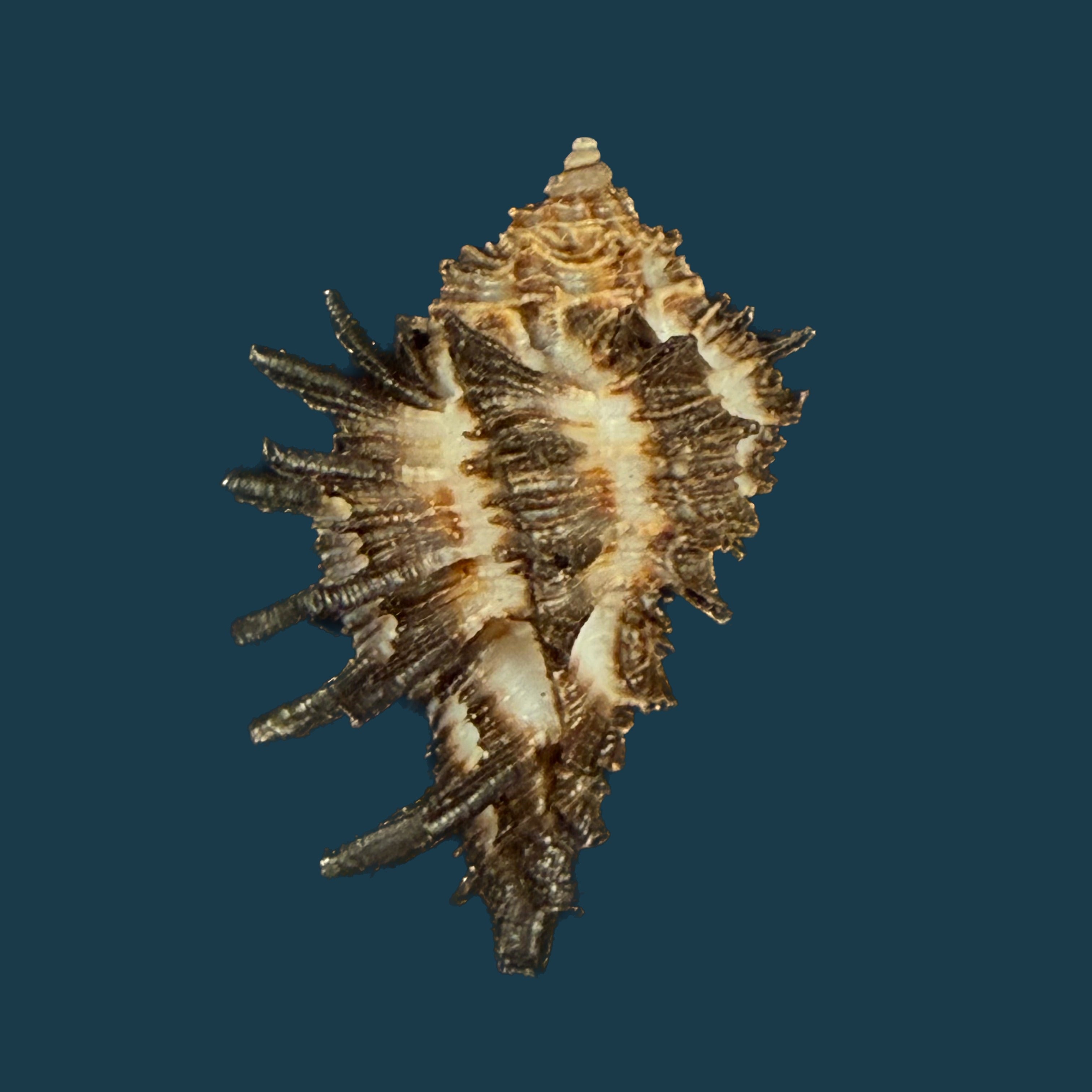 Homalocantha melanamathos f. chinii Biraghi, 1984 - 23,8mm