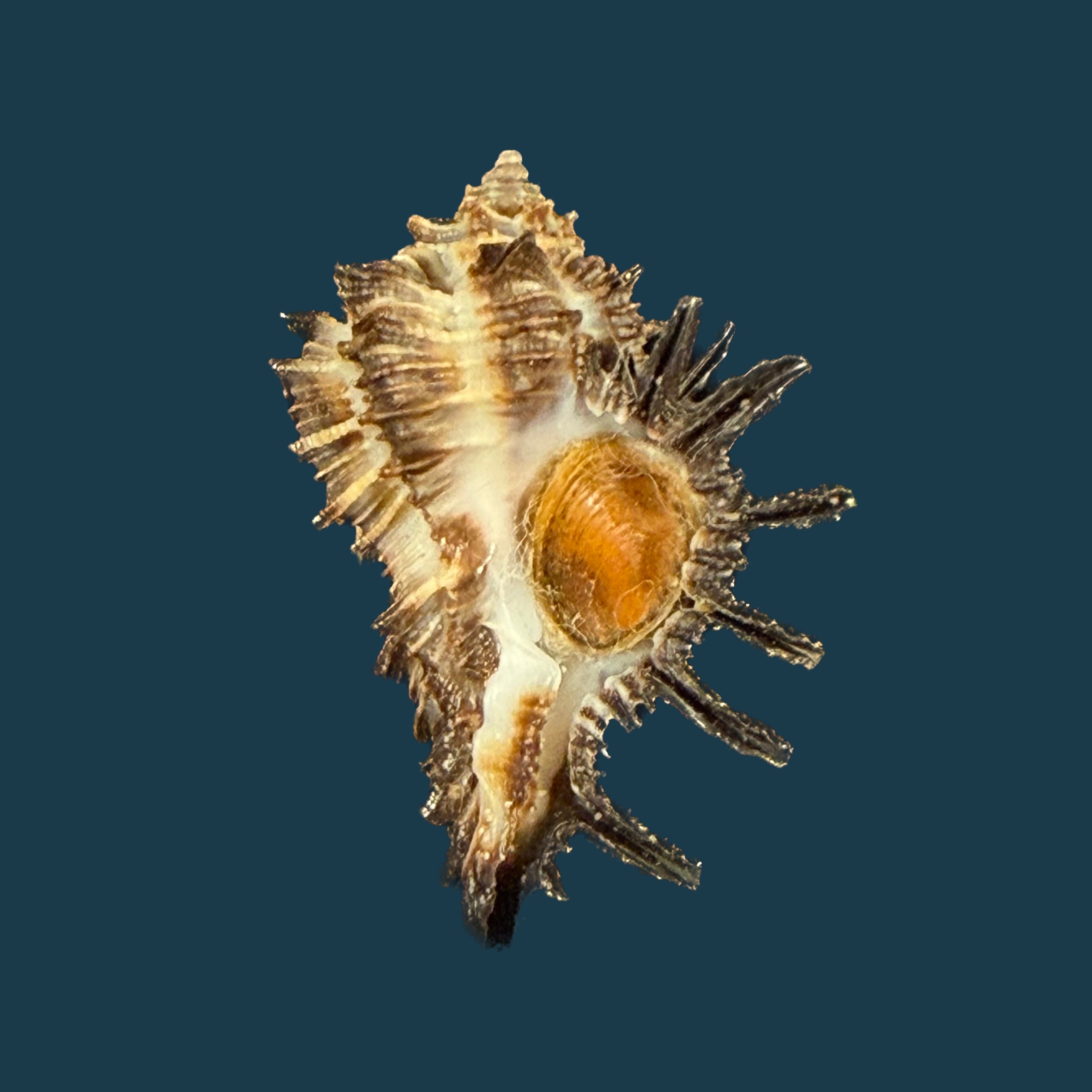 Homalocantha melanamathos f. chinii Biraghi, 1984 - 23,8mm