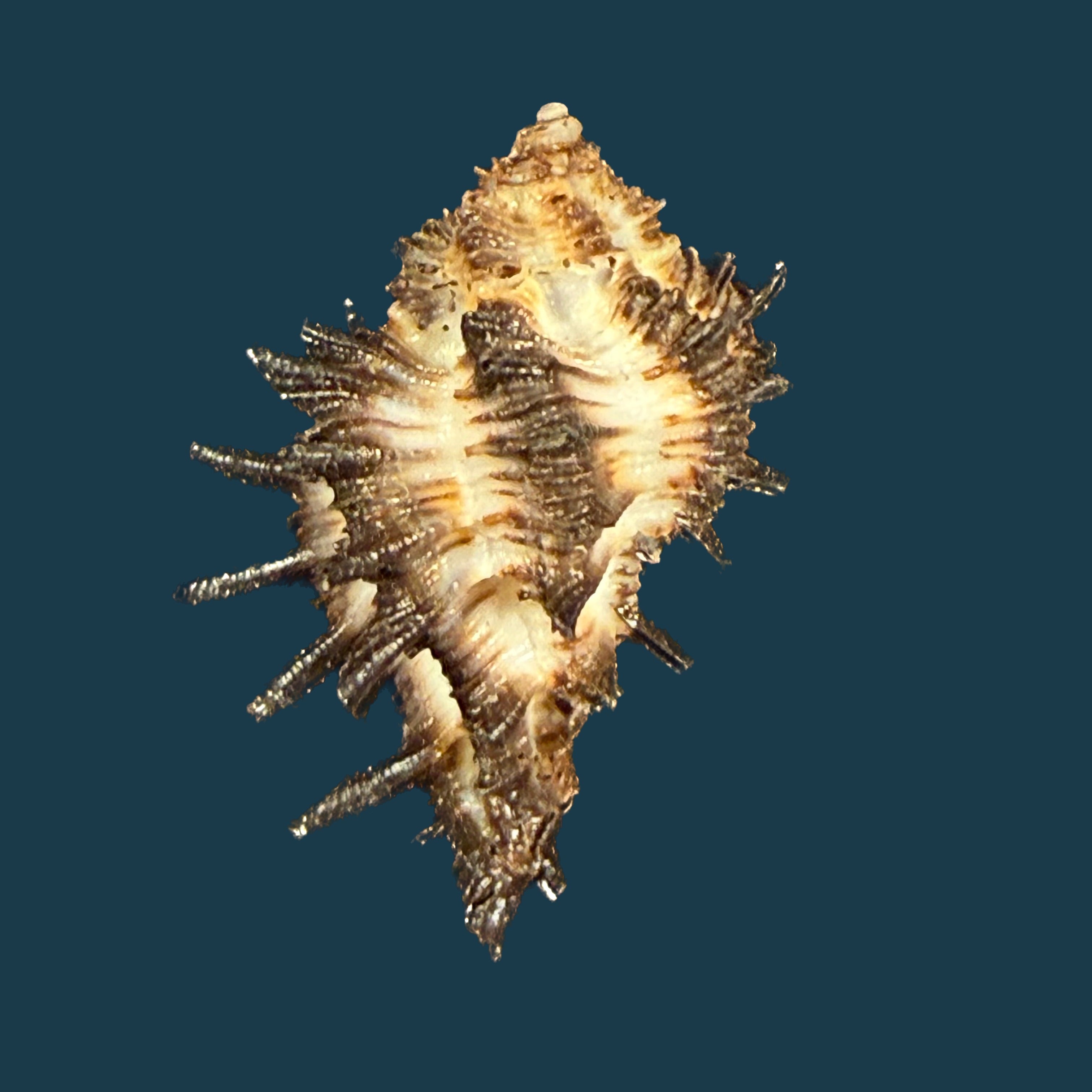 Homalocantha melanamathos f. chinii Biraghi, 1984 - 27,3mm