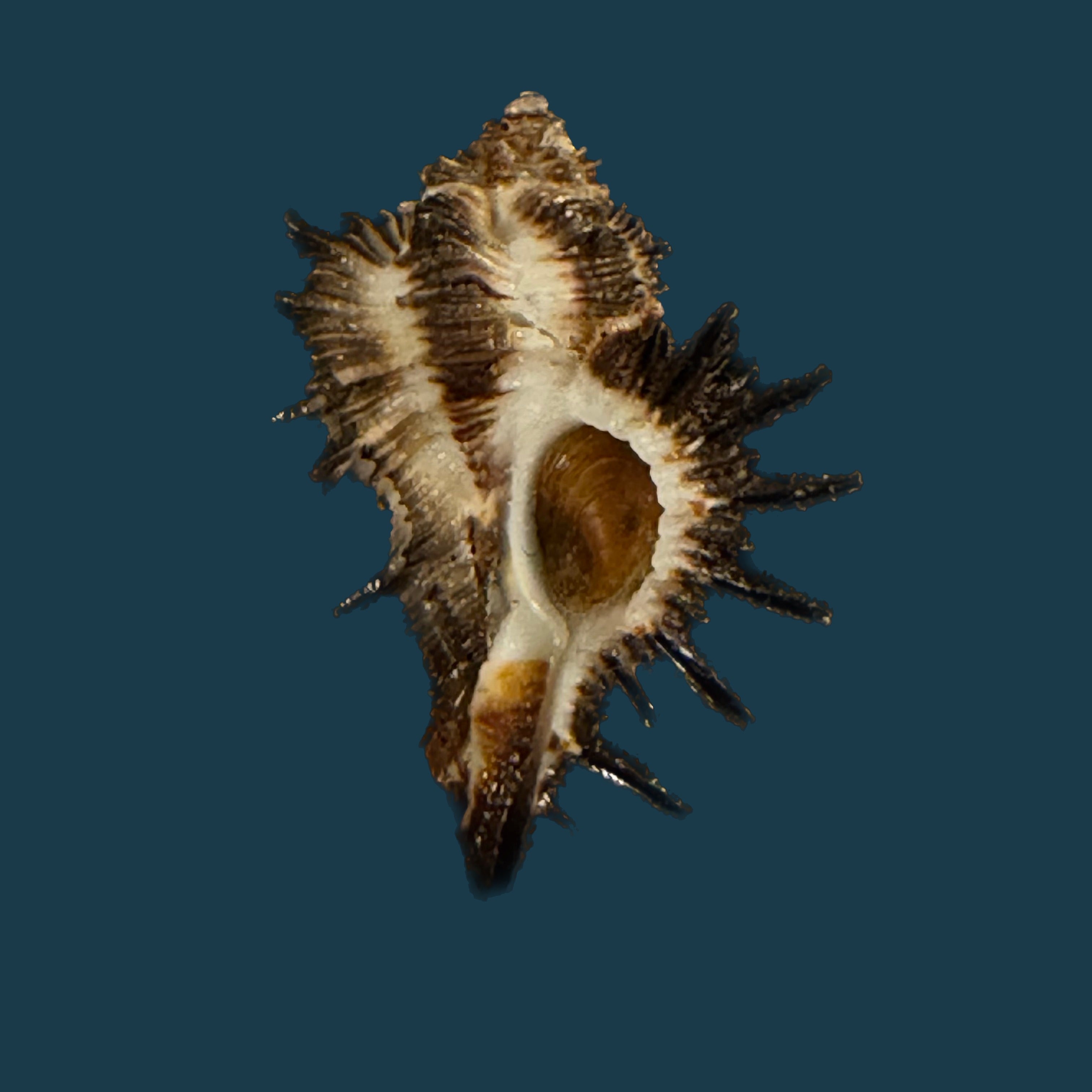 Homalocantha melanamathos f. chinii Biraghi, 1984 - 27,3mm
