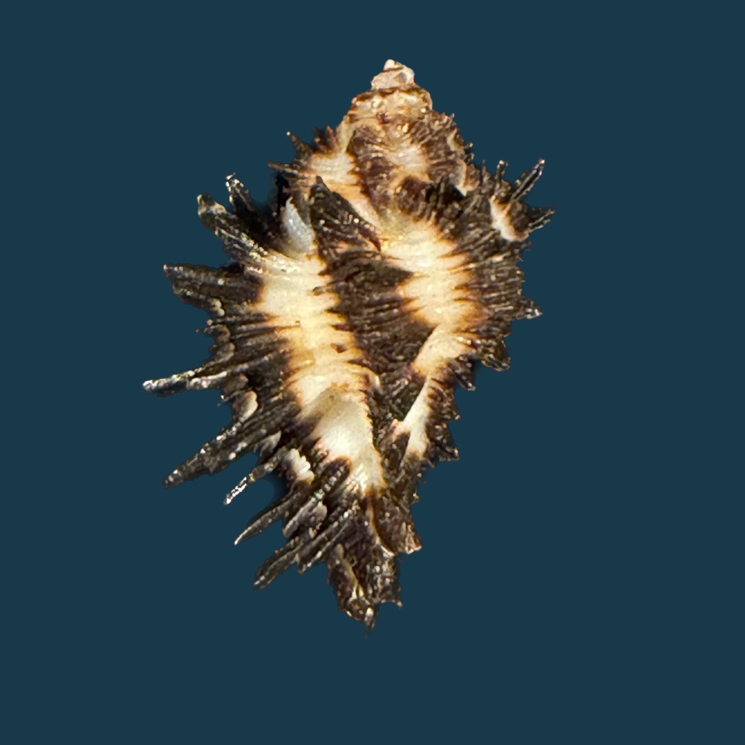 Homalocantha melanamathos f. chinii Biraghi, 1984 - 27,9mm