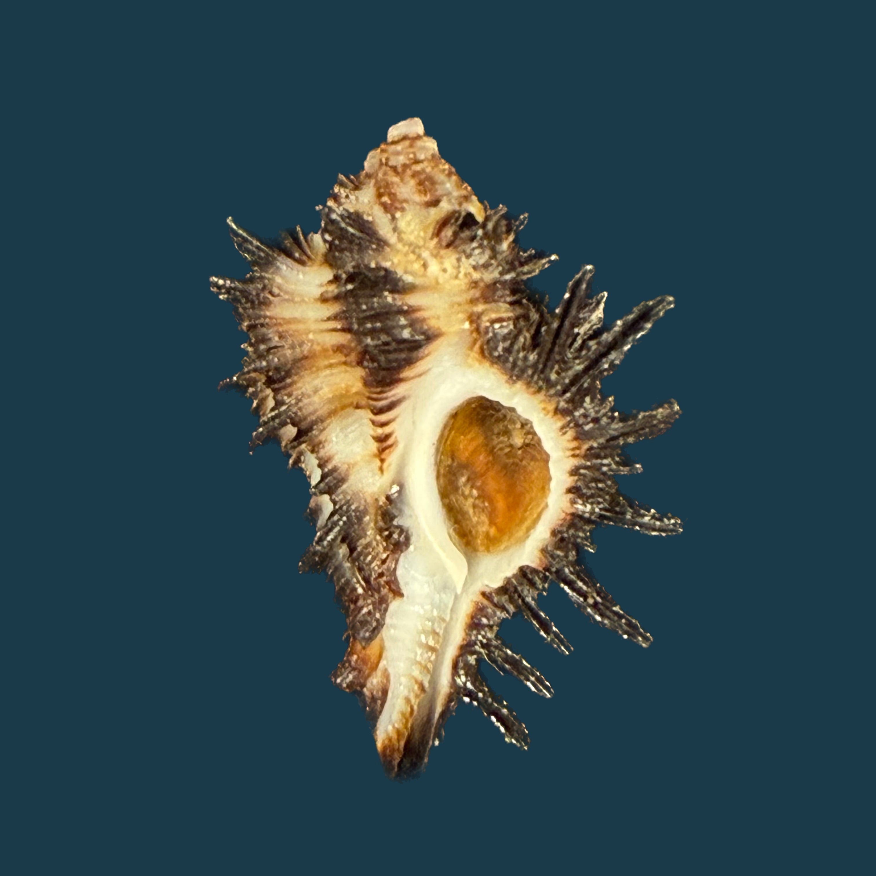 Homalocantha melanamathos f. chinii Biraghi, 1984 - 27,9mm