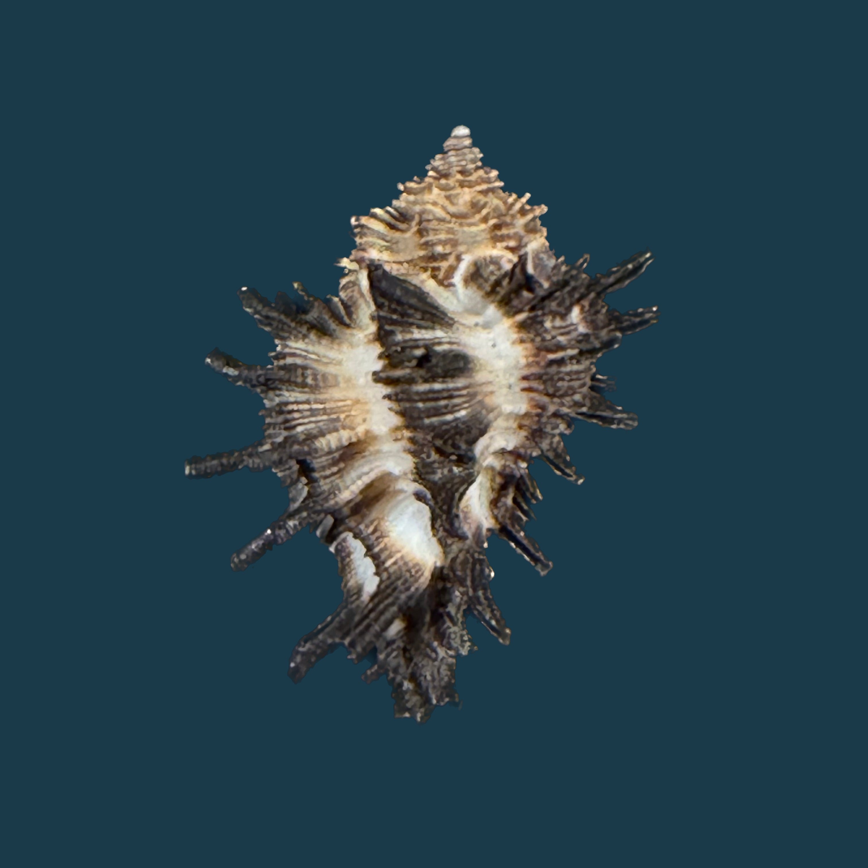 Homalocantha melanamathos f. chinii Biraghi, 1984 - 24,2mm