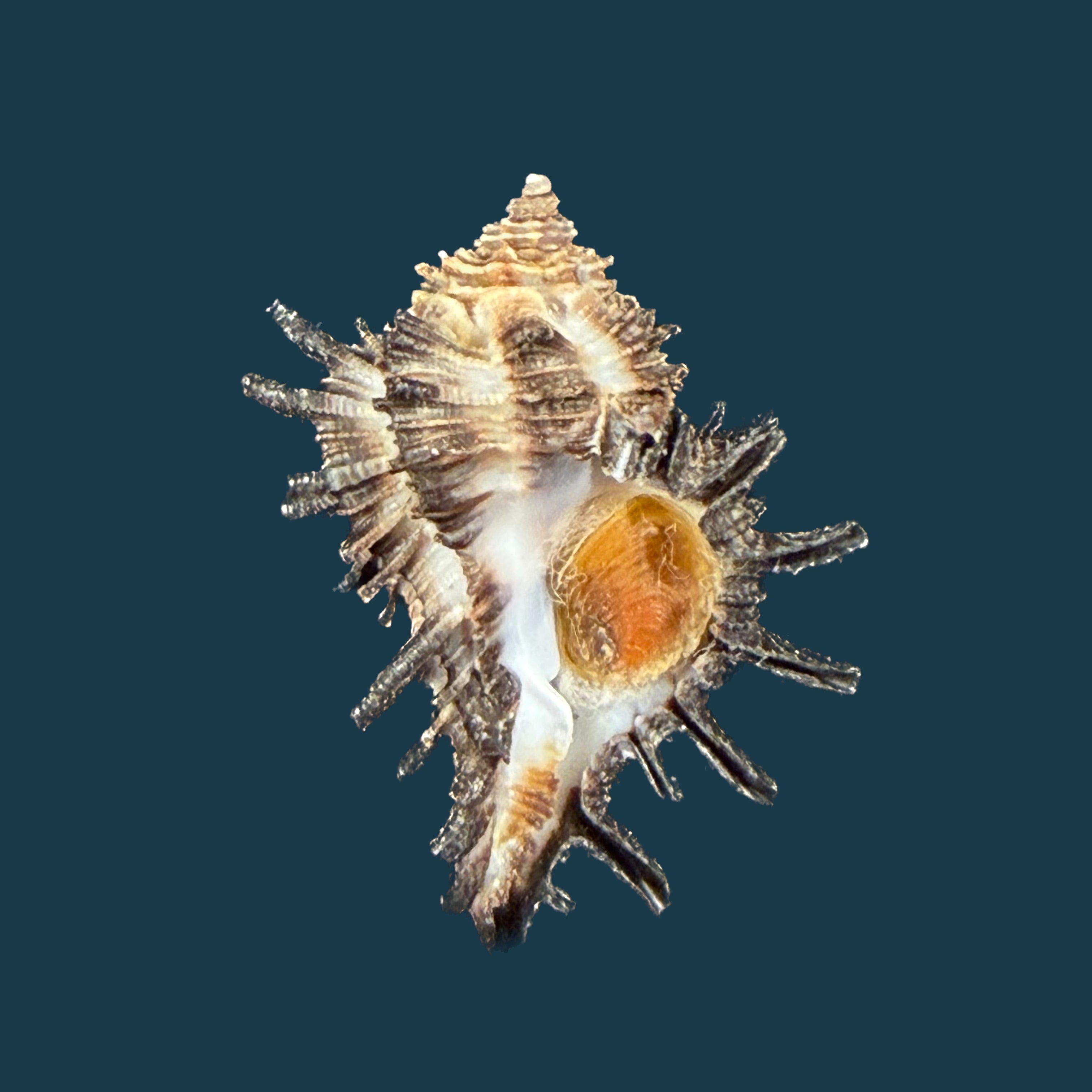 Homalocantha melanamathos f. chinii Biraghi, 1984 - 24,2mm